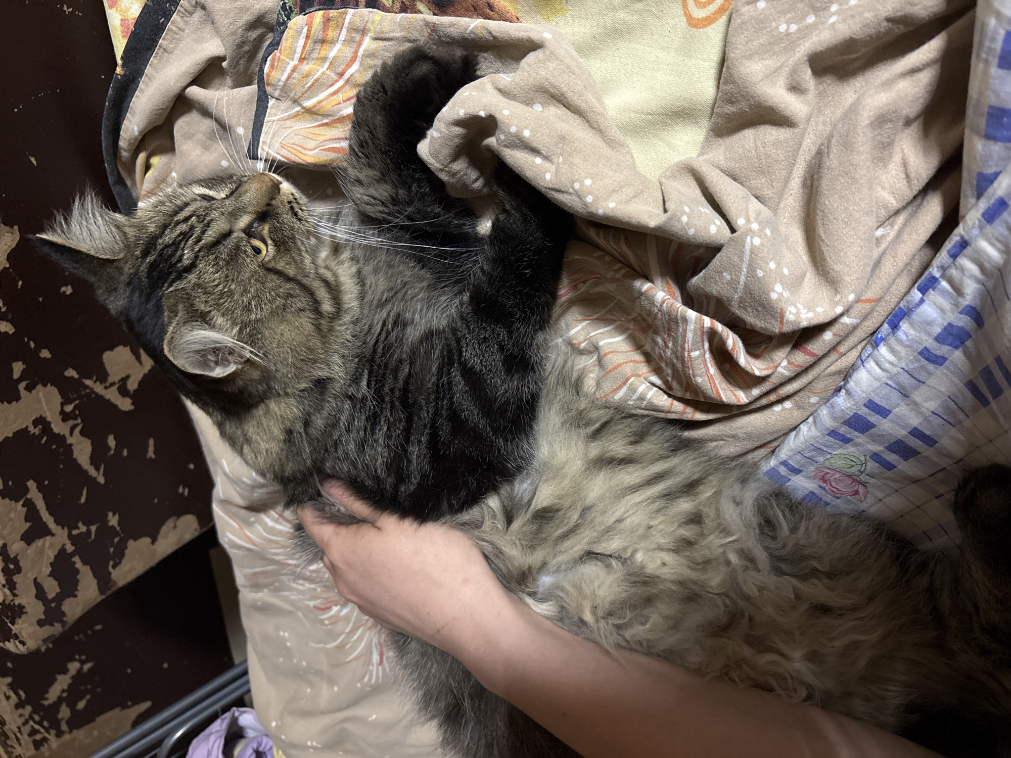 A furry tabby cat is lying on its back on patterned bedding. A person's hand is resting on the cat's belly. The setting appears to be indoors, on a bed. There is no information to suggest that this image was taken in Nizhnyaya Chermoda, Russia.