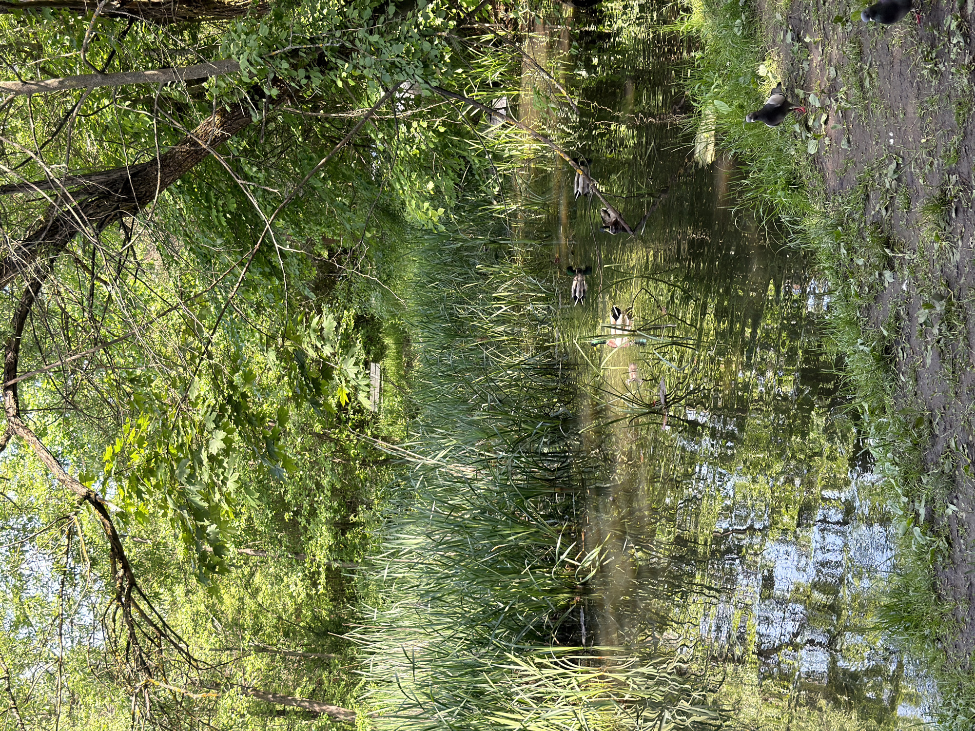 A long, narrow body of water is flanked by lush greenery. The water reflects the surrounding trees and foliage, creating a textured surface. Several ducks are visible both in the water and perched on a branch overhanging it. On the bank to the right, a few dark birds are present. The location appears to be a park or wooded area in Sofia, Bulgaria, as indicated by similar scenery in the city.