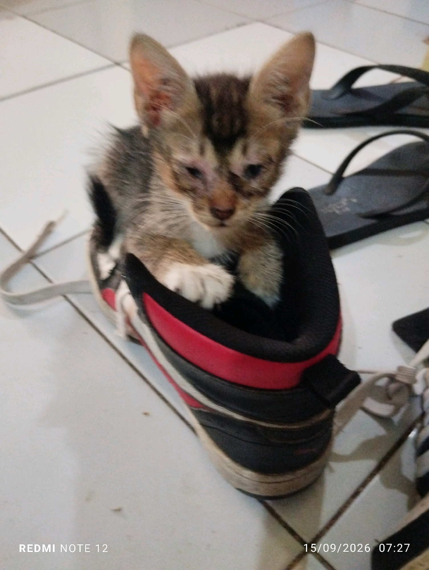 A young tabby kitten with large ears is nestled inside a black and red sneaker. The kitten has a dirty face and appears to be unwell, with some redness and scabs around its eyes and ears. The sneaker is lying on a tiled floor, possibly in a home. In the background, a pair of black flip-flops are visible. The image also includes a timestamp in the lower right corner: "15/09/2026 07:27" and text at the bottom left: "REDMI NOTE 12". This scene is observed in Bekasi, Indonesia.