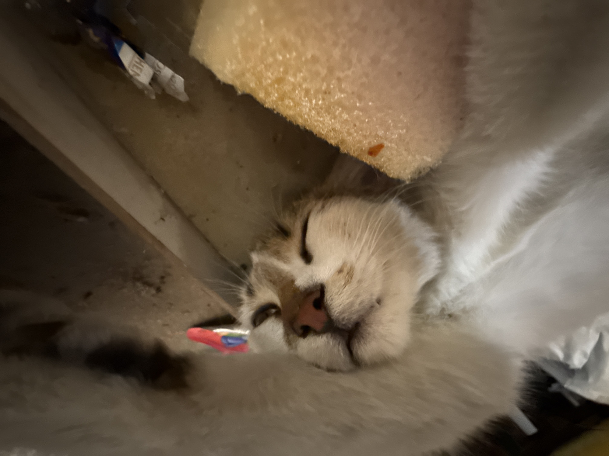 A close-up shot depicts a sleeping cat nestled in a cluttered, dimly lit space. The cat, primarily white with patches of brown or tabby markings on its head, is positioned with its face towards the camera, eyes closed. Its pink nose is prominent. Above the cat is a piece of yellowish foam or sponge. The background consists of what appear to be surfaces of furniture or construction material, and debris, including pieces of paper or packaging. The overall impression is that the cat has found a cozy spot amidst a disorganized environment. The image does not contain sufficient information to determine a specific location within Plovdiv, Bulgaria.
