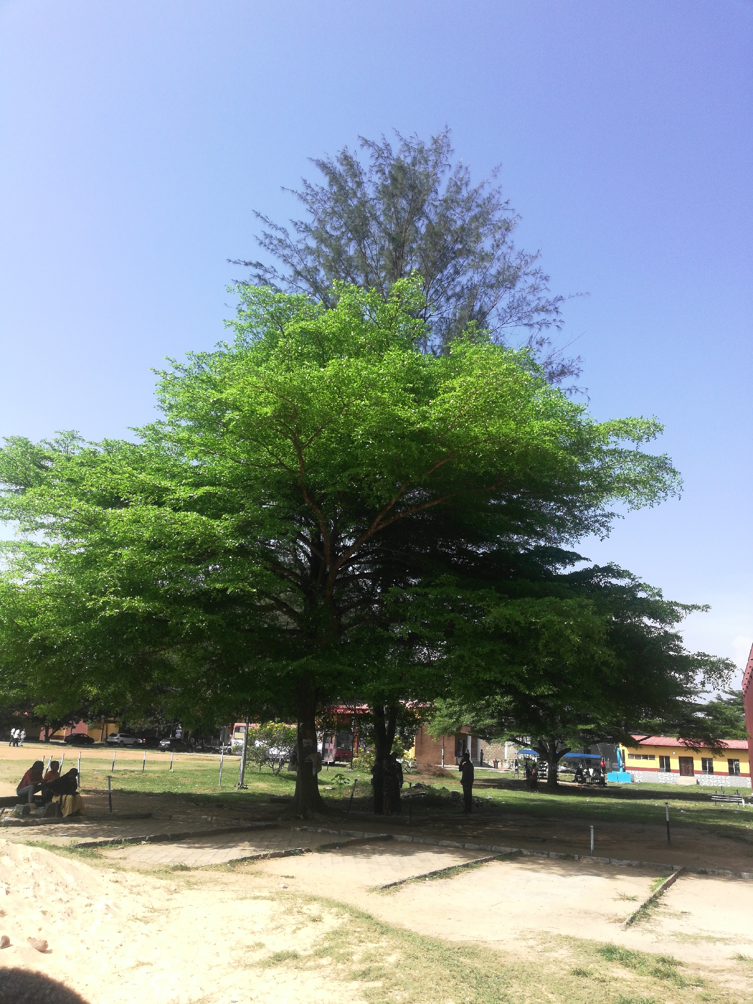 The image presents an outdoor scene under a clear, bright blue sky, likely in Ijanikin, Nigeria. A very large, broad tree with lush green foliage dominates the center, providing significant shade. Behind and partially above this leafy tree, a taller, slender, pine-like conifer is visible, reaching higher into the sky.
The ground in the foreground consists of light brown sand and dusty patches, interspersed with some grassy areas. There are also faint lines or markings on the sandy ground, possibly for a game or demarcation. To the left, under the shade of the large tree, a small group of three people is seated on a low, possibly concrete, structure. Another individual stands alone further to the right, also under the tree's canopy.
In the background, beyond the immediate trees and shaded area, several buildings are visible. One prominent building is painted yellow with a reddish-brown roof and dark windows. A blue canopy or tent is set up near this building. Other structures, including one with a brick-like appearance, can be seen. Parked cars and other people are visible in the distance on the left.
The bright sunlight and the strong shadows cast by the trees indicate it is daytime, likely mid-morning or afternoon. The scene suggests a calm, communal gathering or resting spot. No discernible text is visible on any objects or structures.