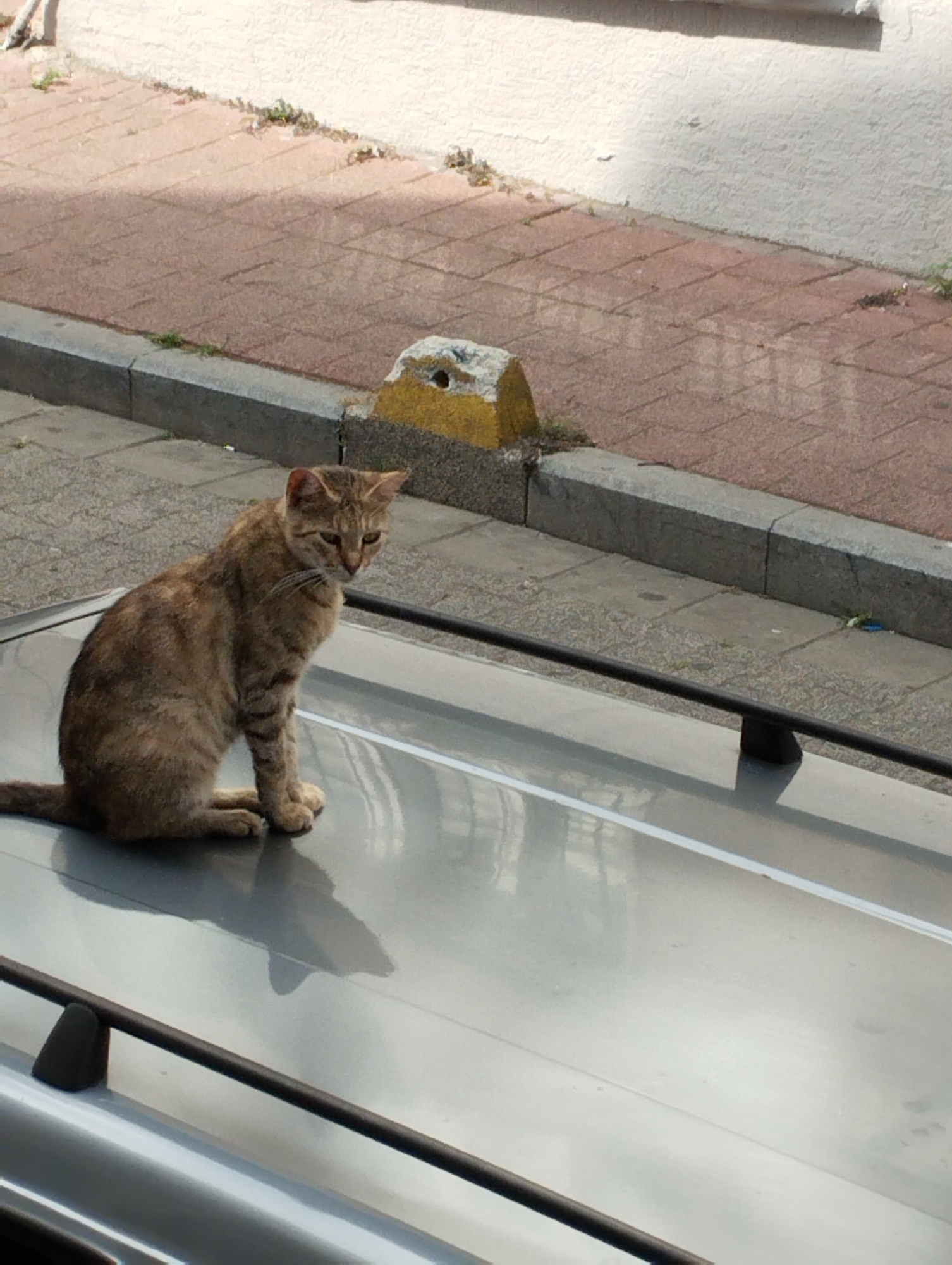 A brown tabby cat sits on the metallic roof of a car. The cat is facing right, with its head turned to the right and looking down. Its tail is curled around its body. The car's roof is shiny and reflects the surroundings. In the background, a sidewalk with pinkish-red tiles leads to a white wall. A grey concrete curb separates the sidewalk from a patch of dirt with some greenery. A small, yellow and grey concrete block with a hole in it rests on the curb. The scene appears to be an outdoor urban setting in Istanbul, Turkey, likely a street or a parking area.