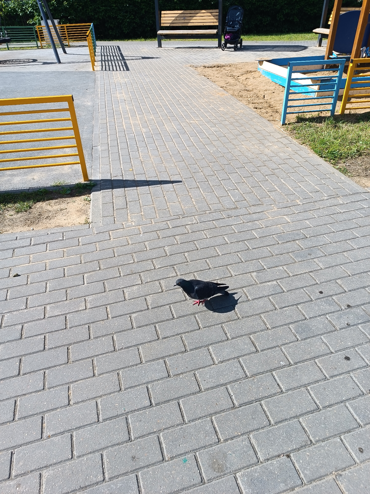 A pigeon stands on a paved walkway in what appears to be a playground or park. The walkway is made of gray rectangular pavers. To the left of the walkway, there is a yellow metal fence, and beyond that, a gray surface, possibly rubberized playground surfacing. Further in the background, there is sand, a sandbox with a blue and white border, a wooden bench, and a dark-colored stroller. To the right of the walkway, there is green grass and a portion of a wooden playground structure. The scene is illuminated by sunlight, casting shadows.