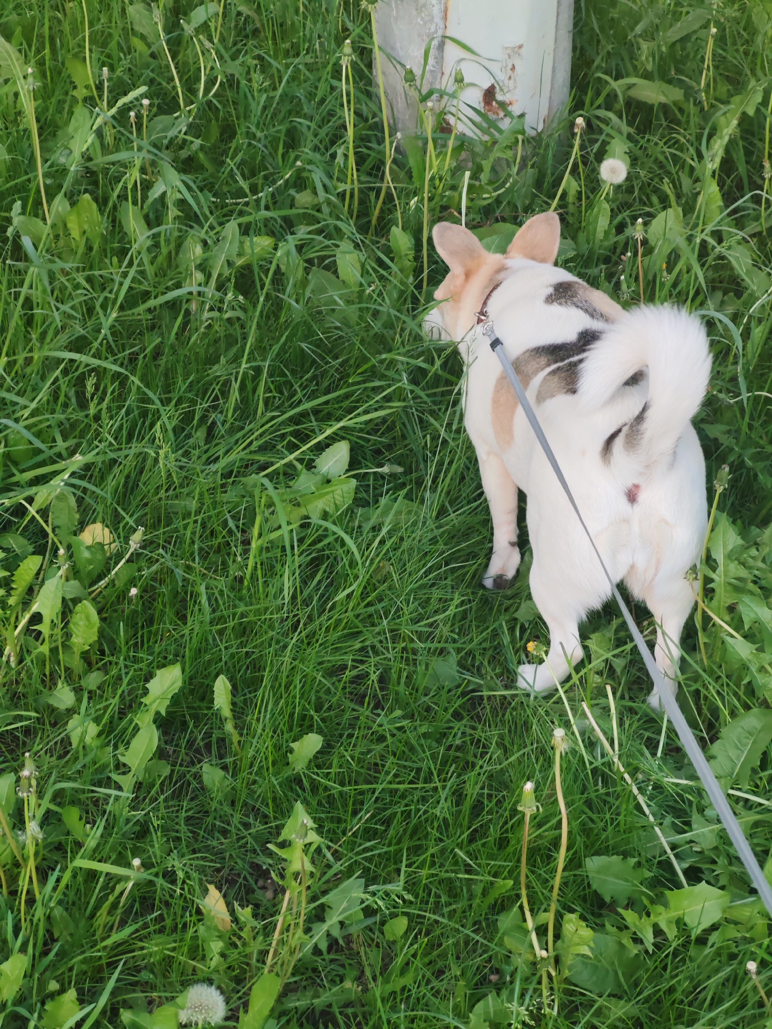 The image depicts a medium-sized dog, viewed from the rear, standing in a grassy area dotted with dandelions. The dog is primarily white with patches of tan and black. A gray leash is attached to its collar. The grass is tall and dense, suggesting an unkempt lawn or field. In the background, there is a white, rectangular structure, possibly a post or piece of construction, showing signs of wear and rust. The location is in the city of Unknown, Unknown.