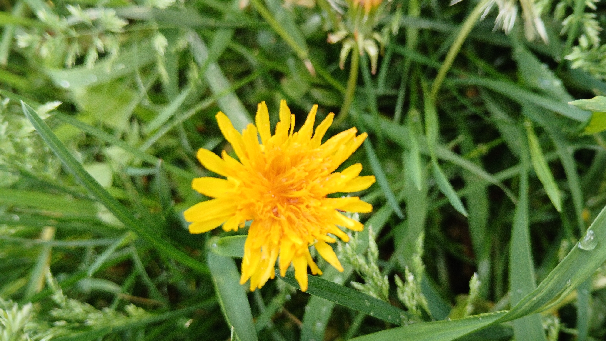 The image depicts a close-up of a yellow dandelion flower surrounded by green grass. The flower is in focus, with its petals radiating outwards. The grass is slightly out of focus, creating a blurred background. The scene is brightly lit, suggesting it is daytime. No people or other objects are visible. The location is unspecified.