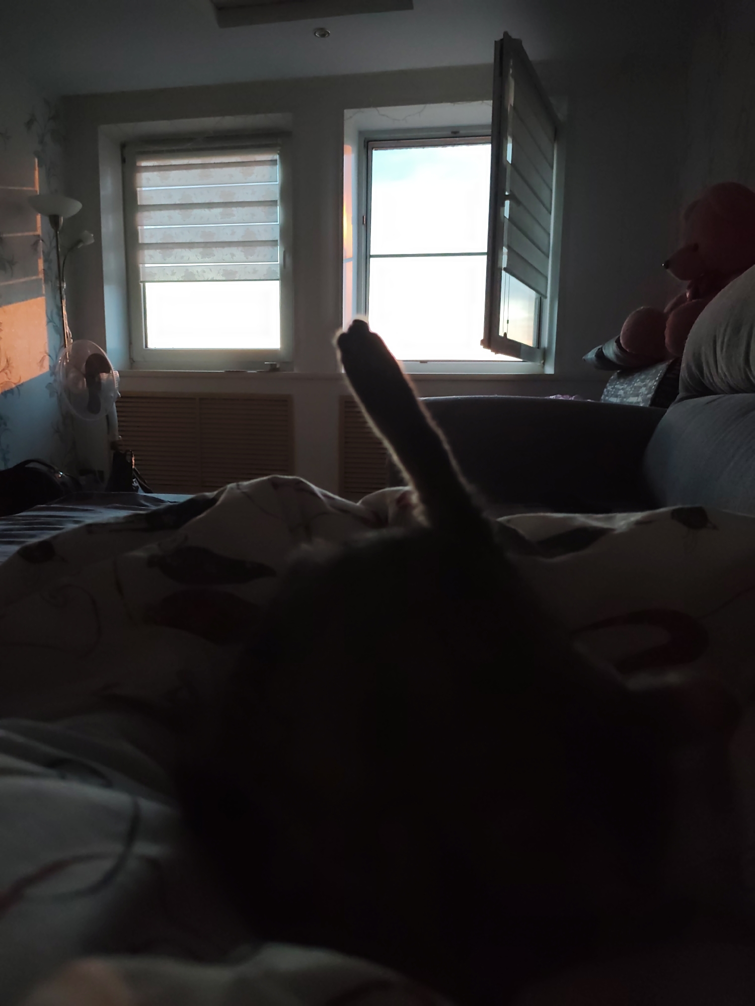 A dimly lit indoor scene shows a bed with patterned bedding in the foreground, and a dark, silhouetted figure of a cat in the center. The cat's tail is raised. Behind the bed, a gray sofa is partially visible. Two windows let in daylight; the left window has blinds and the right window is partially open. A floor lamp and a white fan stand against the left wall. A pink teddy bear sits on the sofa to the right. The location is possibly a bedroom in a residence in Gremyachinsk, Russia.