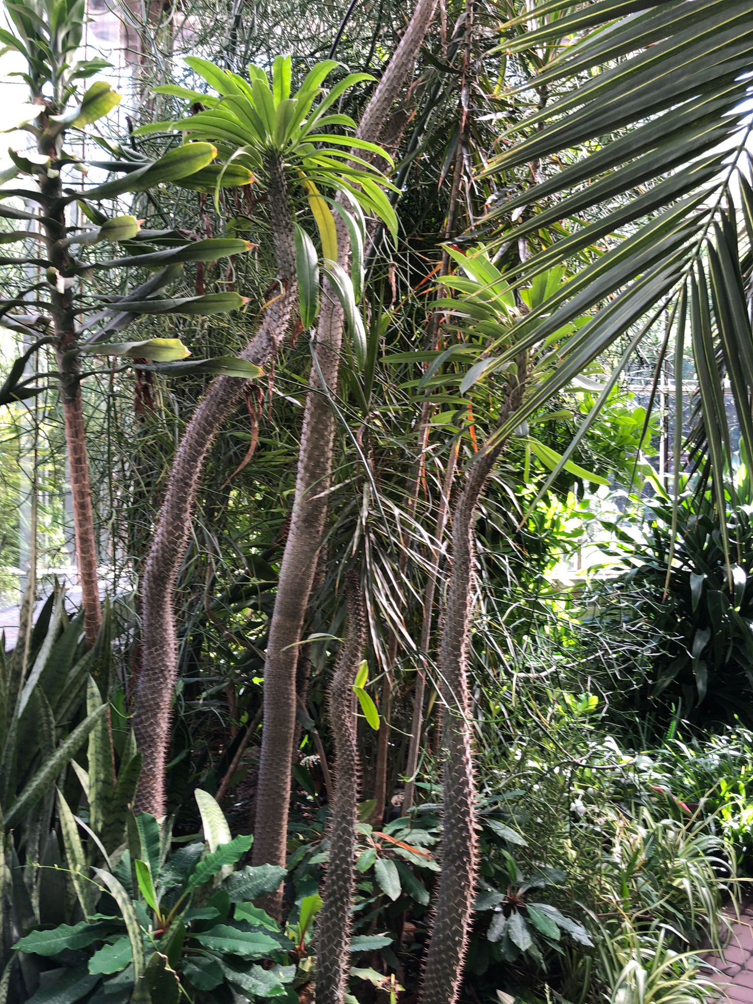 The image captures a dense, verdant botanical display within a greenhouse, likely part of a conservatory or botanical garden. The foreground is dominated by several thick, spiny succulent trunks, possibly belonging to species of Pachypodium or similar plants, their bark textured with numerous sharp spines. These trunks are curved and reach upwards, interwoven with lush green foliage.
To the left, a lighter-colored, less spiny plant stem ascends, adorned with sparse, elongated green leaves that appear somewhat fleshy. In the midground and background, a profusion of various green plants creates a layered effect, with large, palm-like fronds with striped margins overlapping thinner, more delicate stems and leaves. Sunlight filters through the foliage, creating patches of bright illumination and deep shadows, suggesting a humid, controlled environment. The overall impression is one of abundant and diverse plant life, typical of a botanical collection.
This scene is located within the Lviv Botanical Garden of Ivan Franko National University of Lviv, Ukraine, specifically within one of its exhibition greenhouses.