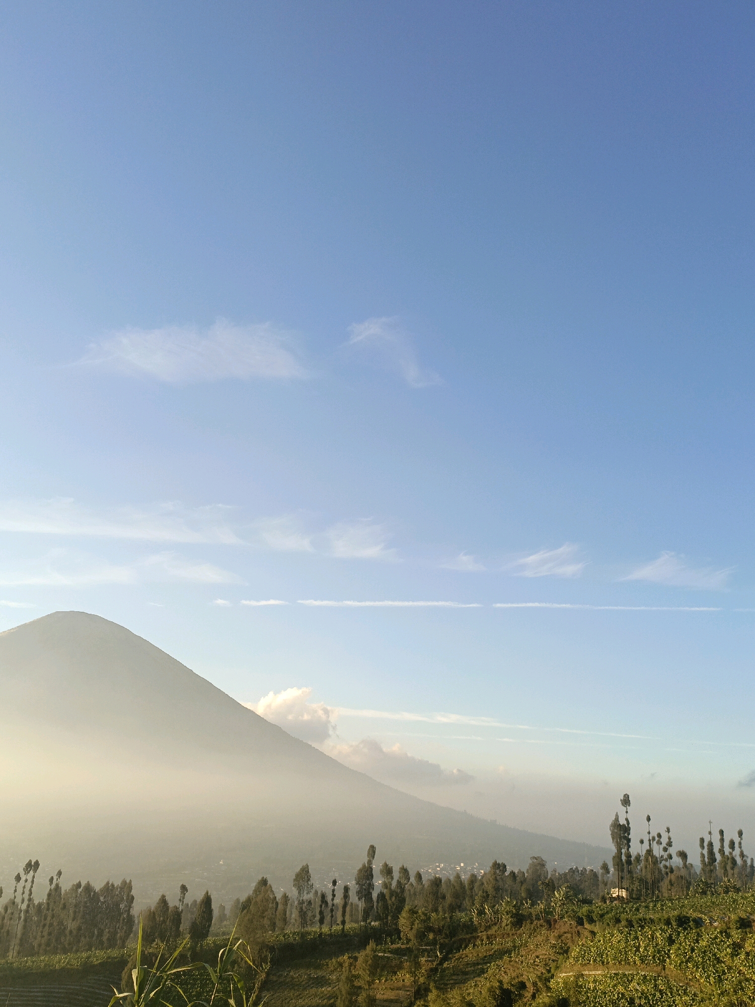 A serene landscape captured from a high vantage point in Butuh Kidul, Indonesia, depicts a majestic mountain veiled in soft morning mist, dominating the left side of the frame. The mountain's peak is partly obscured by wisps of clouds, adding to the ethereal quality of the scene. Below the mountain, a verdant valley unfolds, dotted with a small settlement. A line of tall, slender trees stands in the mid-ground, their silhouettes sharp against the hazy backdrop. In the foreground, cultivated fields stretch across rolling hills, showcasing lush green vegetation. The sky above is a clear, bright blue, with a few thin, streaky clouds adding subtle texture. The overall atmosphere is tranquil and picturesque, capturing the beauty of the Indonesian countryside at sunrise.