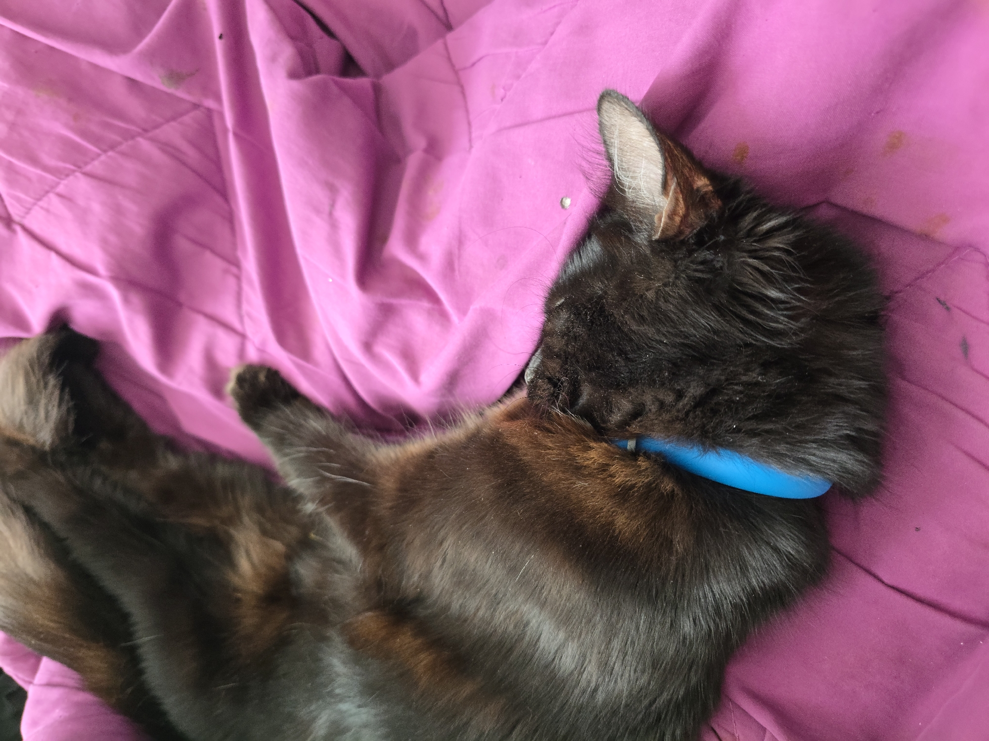 A black cat with a bright blue collar is sleeping on a pink quilted blanket. The blanket is spread out and appears to be on a bed or couch. The cat is curled up on its side, with its head resting on its paws. The cat's fur is long and dark, with some lighter brown tones visible. The pink blanket has some small, light-colored stains on it. The scene is indoors, and the lighting suggests it is daytime. The image is taken from a slightly elevated angle, looking down at the cat. There are no people or other animals visible in the image. The environment is simple and domestic.
