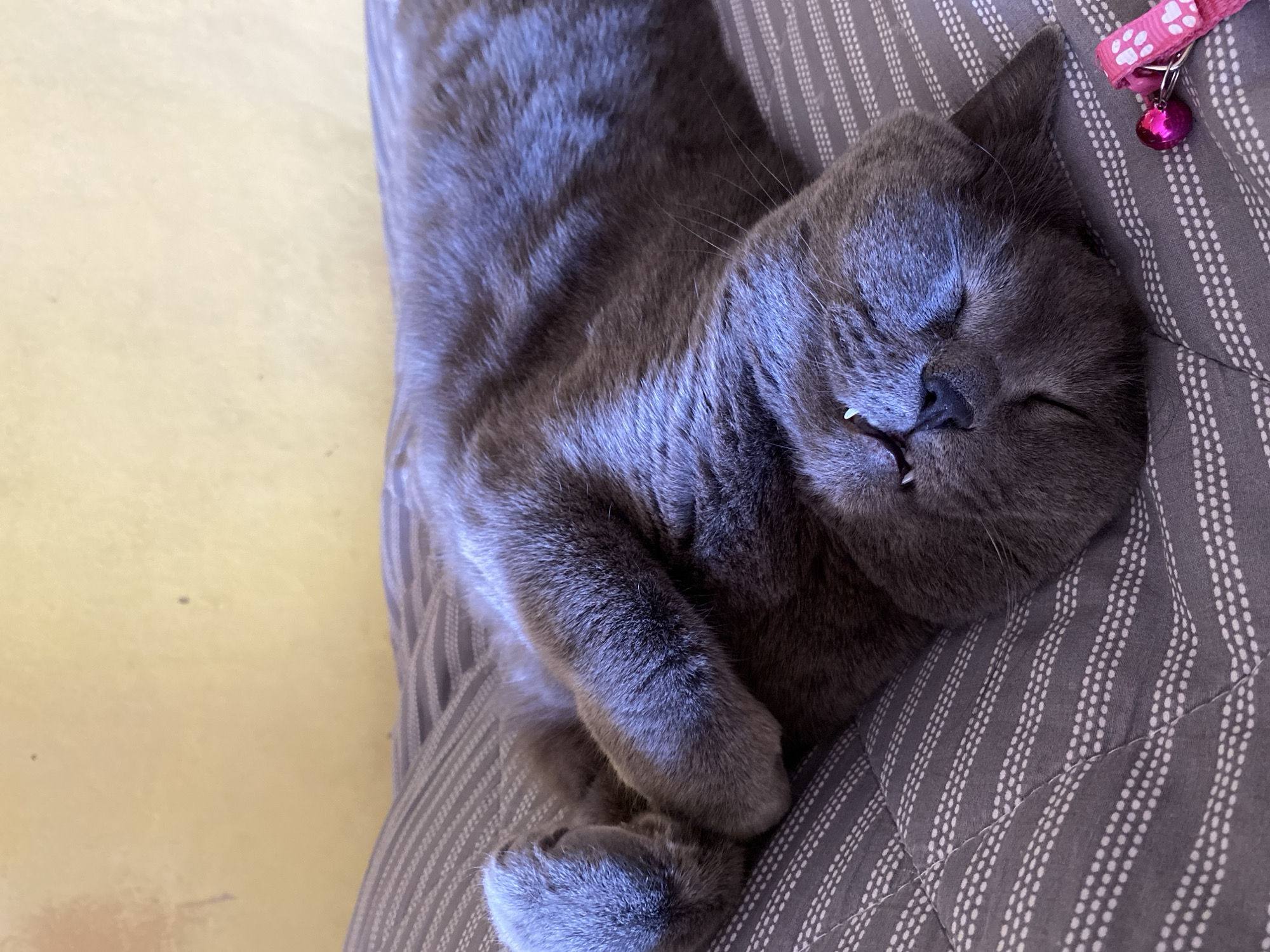 A gray cat is asleep on a gray-and-white striped patterned cushion. The cat has a pink collar with a bell. Two small fangs are visible. The background is a light yellow surface. There is no information available in the image to confirm the location as Votkinsk, Russia.
