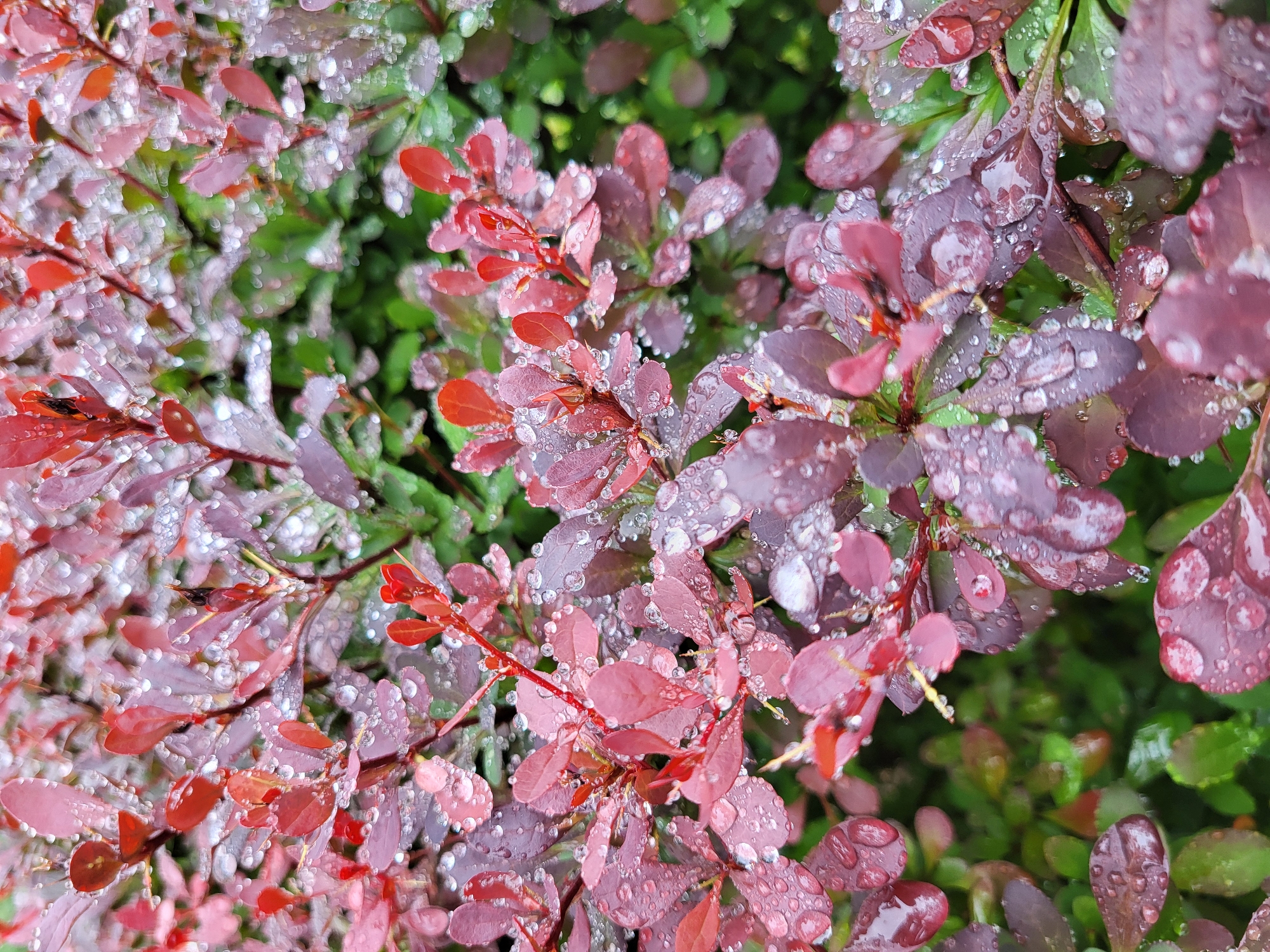 The image shows a close-up of red and purple leaves, likely from a shrub or small tree, covered in water droplets. Some green leaves are visible in the background. The scene appears to be outdoors. The location is unspecified.