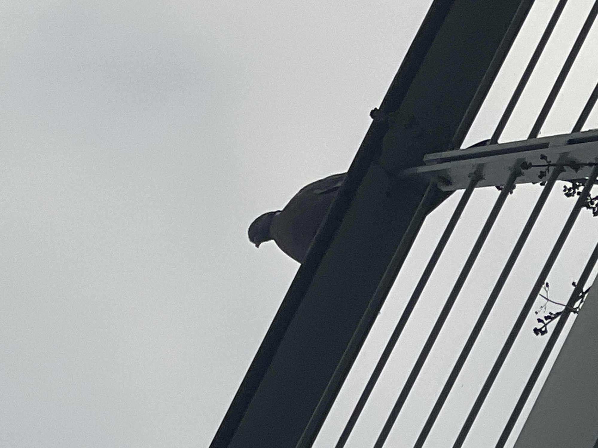 A lone pigeon is perched on a dark, angled metal railing against a bright, overcast sky. The railing is part of an elevated walkway or balcony, with parallel metal bars visible below. The pigeon is silhouetted, with its head turned slightly to the left. The background is a uniform light gray. The scene appears to be in an outdoor urban environment.