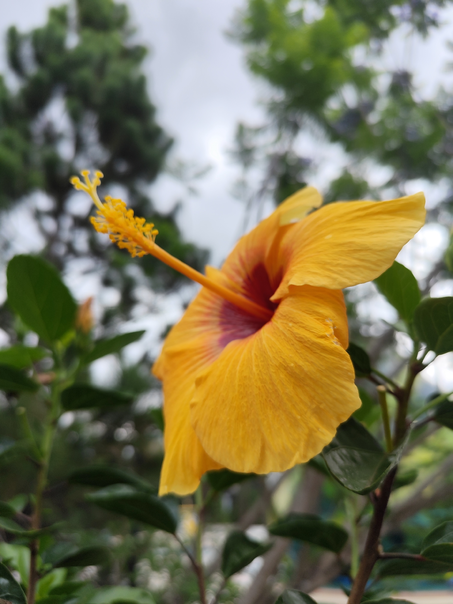 The image shows a close-up of a yellow hibiscus flower with a long, prominent stamen covered in yellow pollen, set against a blurred background of green foliage and a grey, overcast sky. The flower is partially open, revealing a reddish-purple center. The surrounding vegetation appears to be dense, suggesting a garden or park setting. The location is likely Da Lat, Vietnam, given the typical climate and flora of the region.