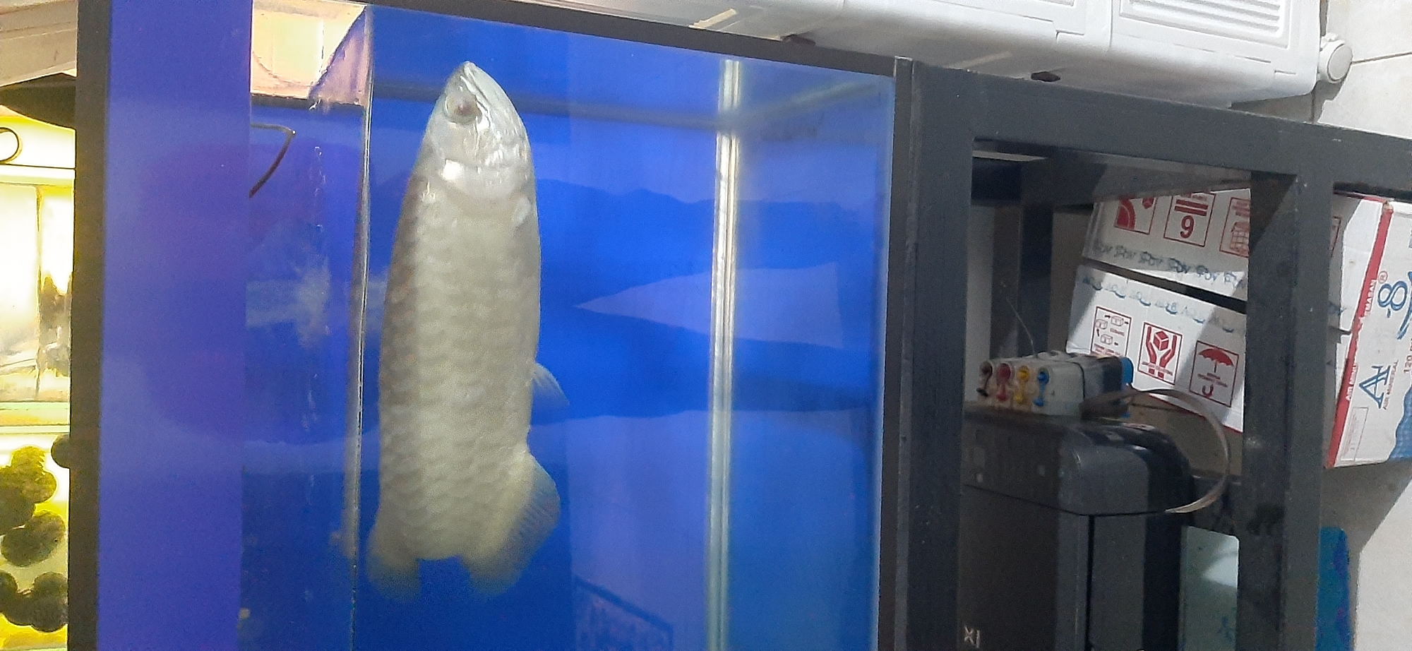 The image shows a large, silvery fish, likely an Arowana, swimming in a blue aquarium. The aquarium is placed on a black metal stand, beneath which are several items, including what appears to be a printer and some cardboard boxes with warning symbols. The lighting suggests an indoor environment. The context of the city of Jambi, Indonesia, is not directly depicted in the image.