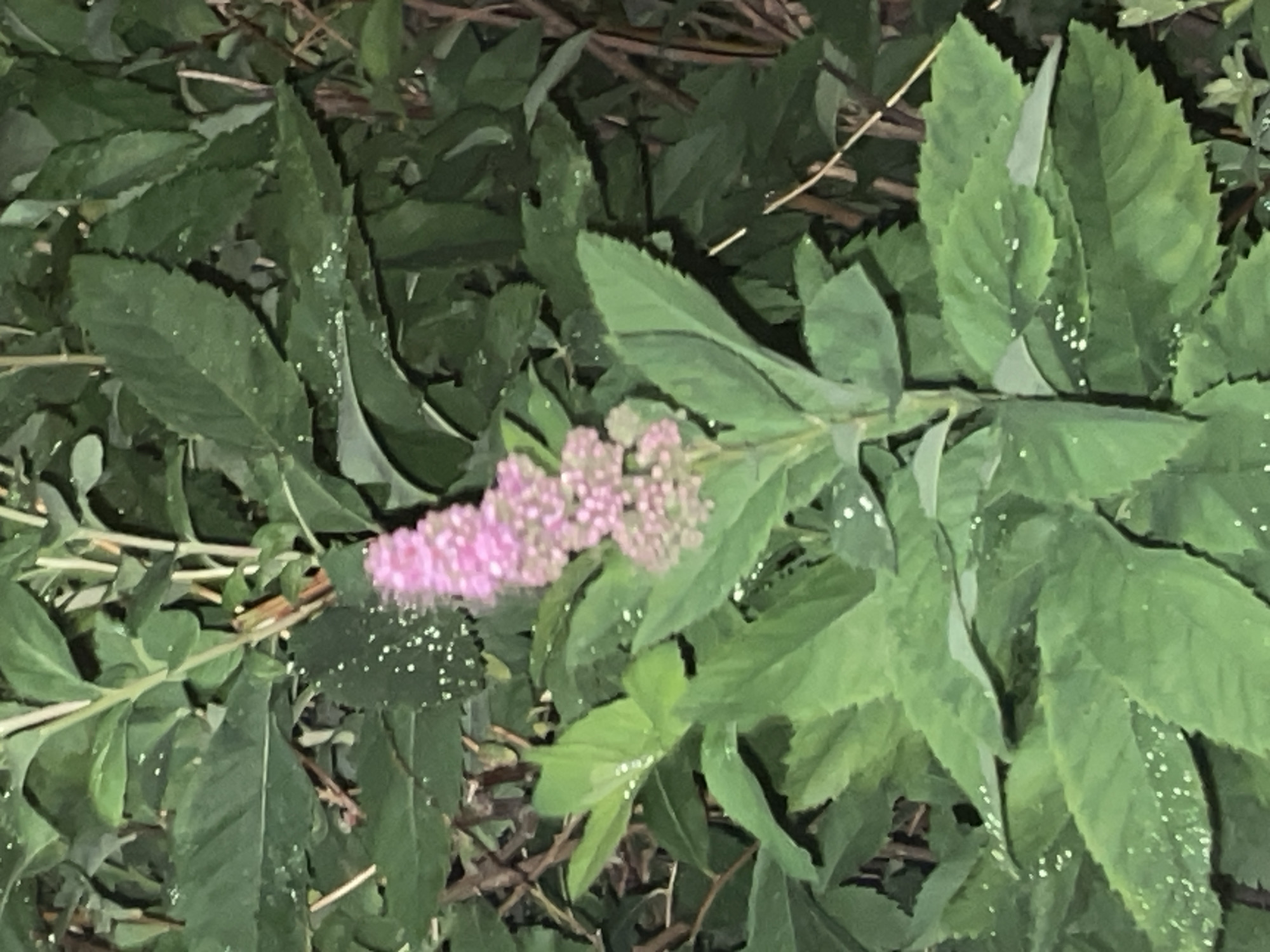 The image is a close-up shot of a pink spirea flower and its green leaves, possibly after a light rain, as evidenced by the small water droplets scattered on the foliage. The flower stalk is prominently positioned in the center of the frame, with its delicate pink blossoms clustered together. The surrounding leaves are a lush green, with serrated edges. The background consists of more foliage and some bare branches, creating a natural and somewhat overgrown setting. There are no people or discernible man-made structures visible. The lighting suggests it may be dusk or a dimly lit area, contributing to the slightly muted colors. The location is identified as Krasnogorsk, Russia.