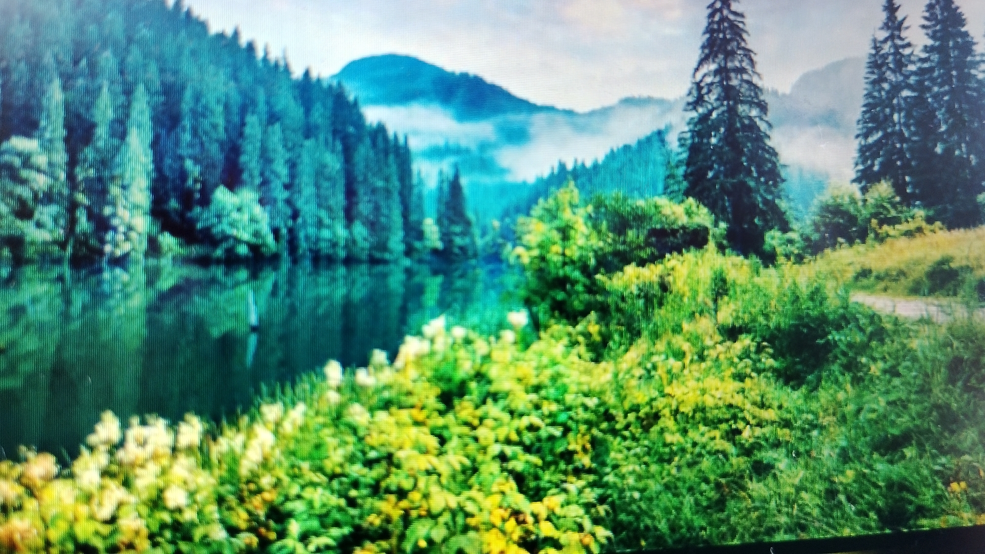 The image depicts a serene natural landscape, likely a lake or river surrounded by dense evergreen forests and rolling hills. The water in the foreground is calm and reflects the trees and sky, creating a mirror-like effect. Lush green foliage and wildflowers bloom along the water's edge, adding vibrant color to the scene. In the distance, misty mountains rise, their peaks partially obscured by clouds. The overall impression is one of tranquility and natural beauty, evoking a sense of remoteness and untouched wilderness. There are no people or man-made structures visible in the image. The scene appears to be located in the Rhodope Mountains near Smolyan, Bulgaria, a region known for its picturesque natural landscapes and dense forests.