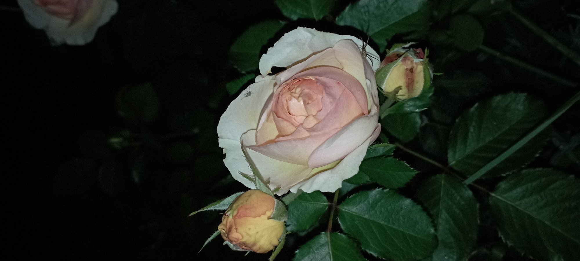 A close-up, low-light photograph captures a pink and white rose in full bloom, its petals unfurling to reveal a tightly wound center. To the left of the main bloom, a smaller, yellowish-orange rosebud is visible, its pointed tip angled upwards. Below and to the right of the large rose, another bud, partly open with reddish accents, rests against the dark green foliage. The rose's petals, particularly the outer ones, exhibit a pale, creamy white hue, transitioning to soft pinks and peaches towards the center. A tiny insect, possibly a fly, is perched on the edge of one of the larger petals. The background is predominantly dark, suggesting it is nighttime or a heavily shaded area, with blurred shapes of more greenery barely discernible. The image is located in Radisne, Ukraine.