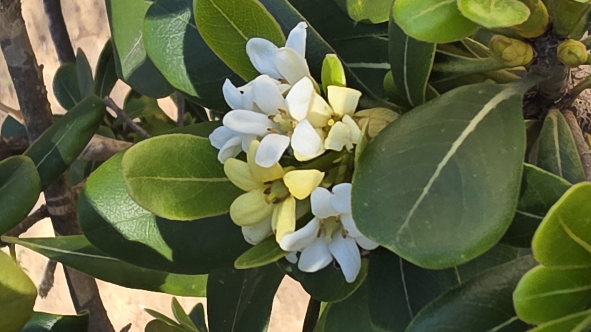 The image depicts a cluster of white and pale yellow flowers amidst lush green foliage, likely in Guardamar del Segura, Spain. The rounded leaves are smooth and veined. The flowers are small and densely packed, suggesting a tropical or subtropical plant species. A glimpse of a tree trunk or branch is visible in the background. The lighting is bright and the overall impression is one of vibrant natural growth.