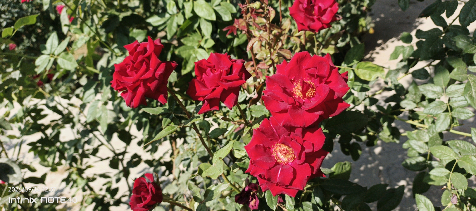 In Muyan, Uzbekistan, a cluster of vibrant red roses is captured in a close-up, outdoor shot. The flowers are in various stages of bloom, with some fully open revealing their intricate petals and yellow stamen, while others are still developing. Lush green foliage surrounds the roses, creating a rich backdrop. The lighting suggests it is daytime, with sunlight casting shadows and highlighting the textures of the petals and leaves. In the bottom left corner, a timestamp "2026/09/14 12:37" and the device model "Infinix NOTE 40" are visible, indicating the image was taken with a mobile phone. The background is blurred, but appears to be a light-colored, possibly concrete surface, suggesting an urban or garden setting within Muyan. There are no people or animals visible in the frame.