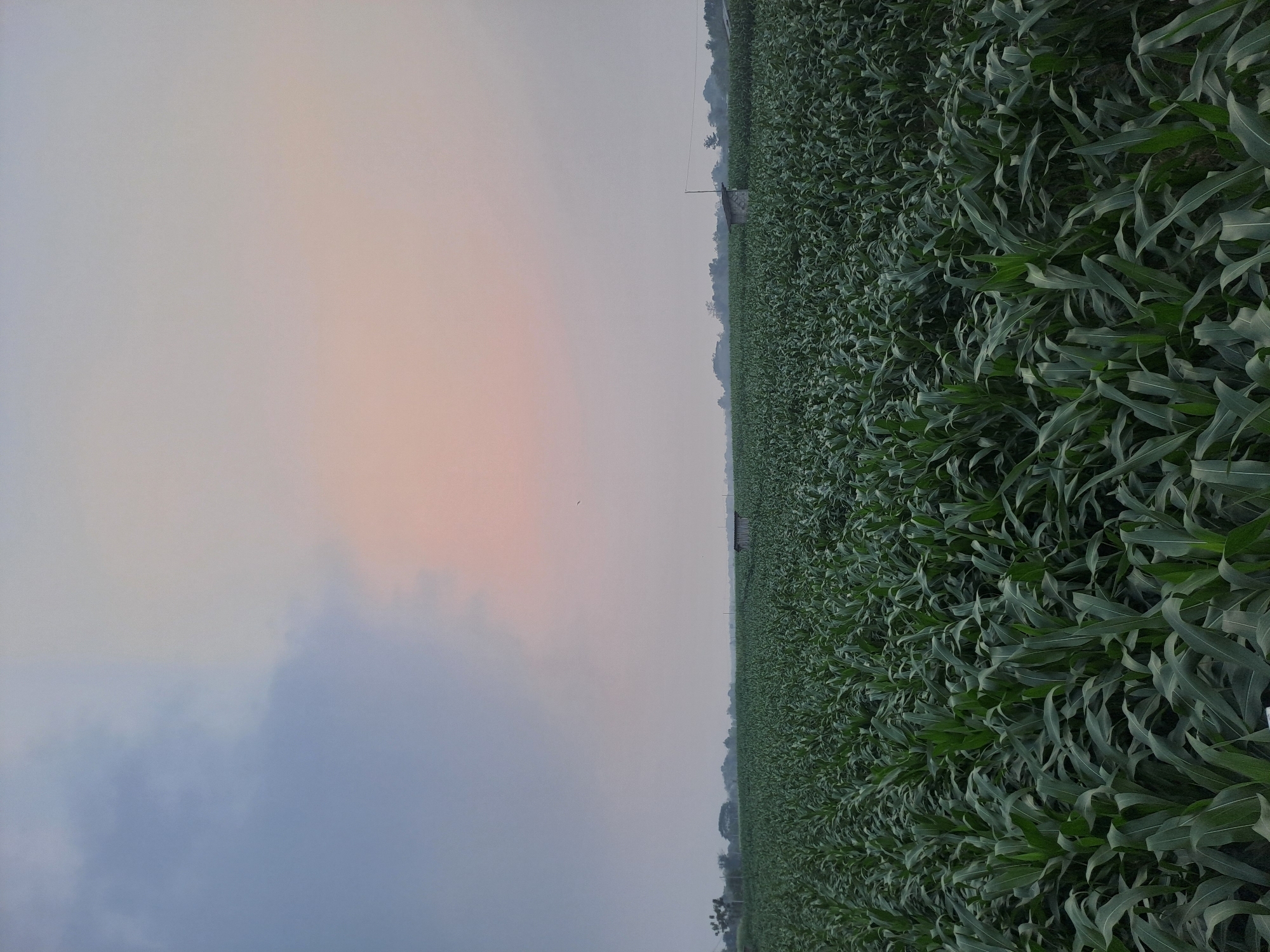 A wide shot shows a vast cornfield under a hazy sky. The corn stalks are lush green and densely packed, filling the foreground and extending into the distance. Two small wooden structures, possibly storage sheds or shelters, are visible amidst the crops. The sky is overcast with a gradient of colors, ranging from a muted blue on the left to a soft pinkish-orange on the right, suggesting either dawn or dusk. The horizon is lined with distant trees and a faint, hazy landscape, indicating the location is likely rural. The scene is static and serene, with no people or animals present. The image captures a typical agricultural landscape in Pucanganom, Indonesia.