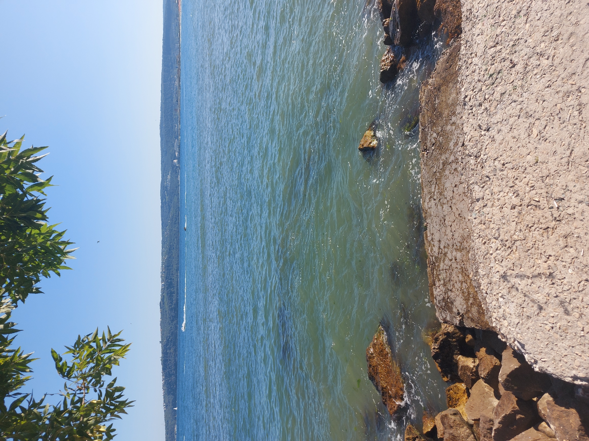 A naturalistic scene of the Black Sea coast in Varna, Bulgaria, is captured from a low-angle perspective. In the foreground, rough, sun-baked concrete steps lead down to a rocky shoreline. The water, a murky green-blue, laps gently against the rocks, with white foam marking the water's edge. Several large, brown rocks are scattered along the shore, some partially submerged. In the middle ground, the calm sea stretches out towards a distant, green, hilly coastline, dotted with buildings and structures. A thin, white line of spray indicates a jet ski moving in the distance, and a faint white sail is also visible on the horizon. Overhead, the canopy of a deciduous tree, with lush green leaves, frames the top of the image, casting subtle shadows. The sky is a clear, vibrant blue. The overall impression is one of a serene, sunlit day by the sea, with evidence of human activity in the form of the jet ski and distant buildings.