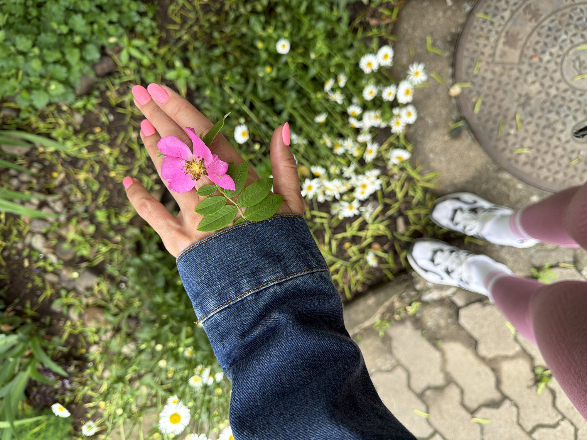 An overhead, eye-level medium shot captures a person's left hand holding a single pink wild rose as they stand on a cobblestone path bordered by greenery and small white flowers. The hand is adorned with bright pink, polished fingernails. The person is wearing a dark blue denim jacket, pink leggings, and white athletic shoes. The background consists of lush green foliage with scattered white daisies and yellow wildflowers. The scene appears to be outdoors, possibly in a park or garden area within Birobidzhan, Russia. The ground beneath the person's feet is made of interlocking grey cobblestones. A circular metal grate is visible to the lower right of the frame.
