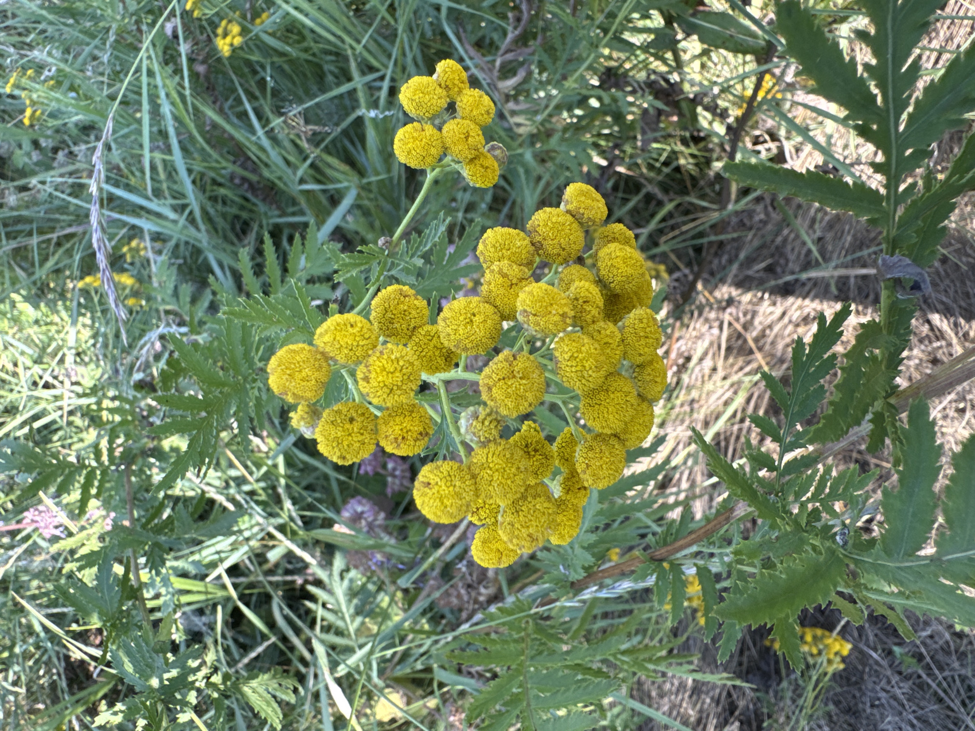 The image shows a cluster of bright yellow, button-like flowers, likely Tansy, growing among tall green grasses and other wild vegetation. The flowers are small and spherical, densely packed together on thin stems. Some of the leaves of the Tansy plant are visible, with a feathery, serrated texture. The background consists of more grass and foliage, with hints of dry, straw-like material on the ground. The lighting suggests it is daytime, with sunlight casting some shadows. The scene appears to be an outdoor, natural setting, possibly a meadow or uncultivated area. No people or specific urban features are discernible, making it impossible to pinpoint a location within the city of Chervonyi Step, Ukraine, based solely on the visual information provided.