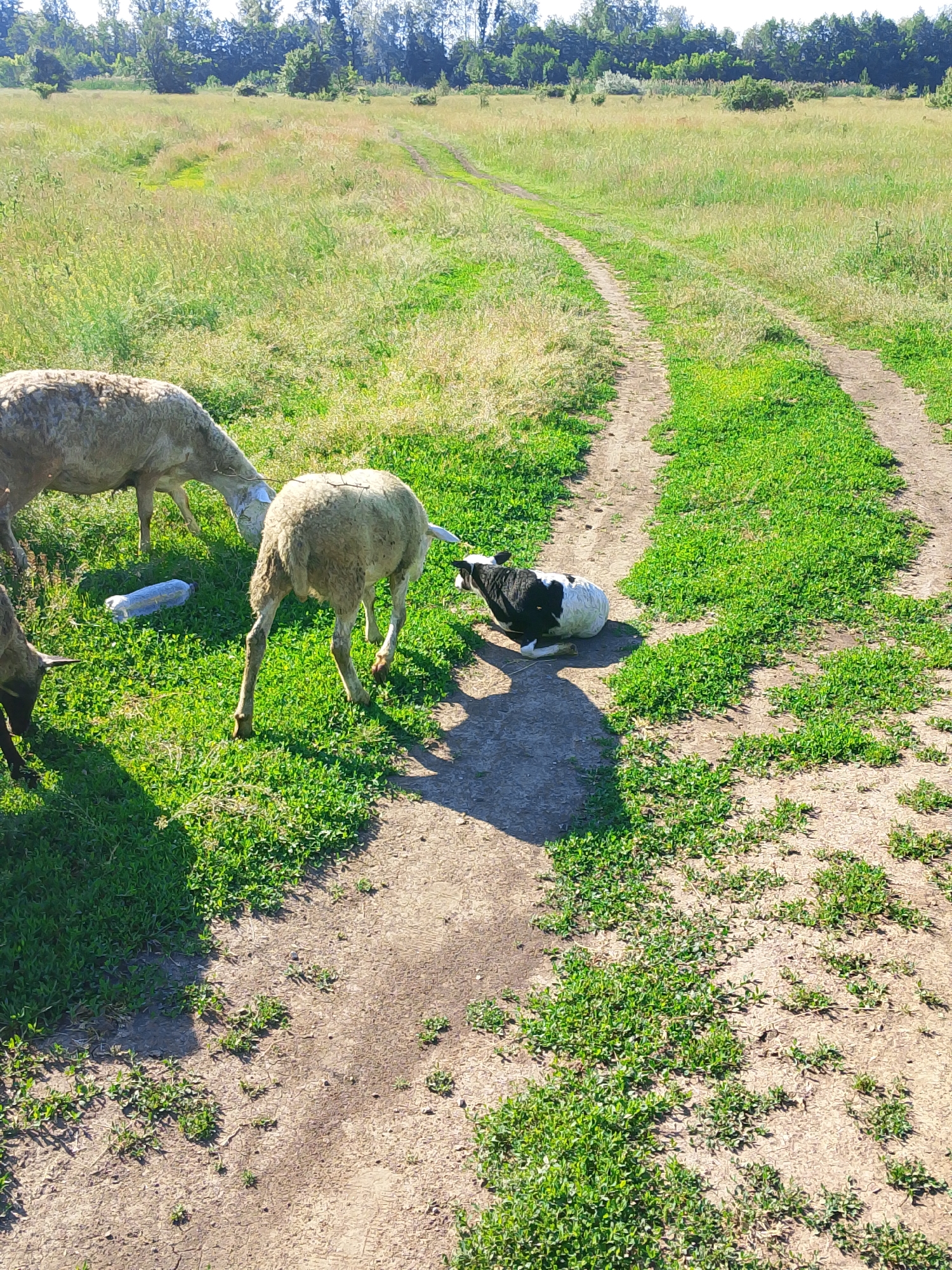 The image shows a rural scene with a dirt road winding through a grassy field. Several sheep are grazing in the field. One sheep is lying down in the road, and another sheep is bending down to drink from a bottle. The area is sunny, and there are trees in the background.