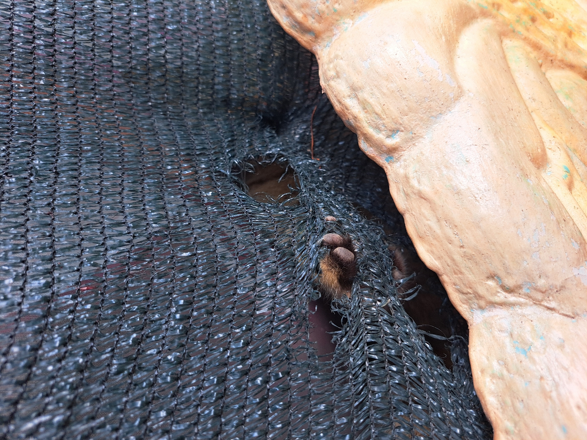 This image shows a close-up view of a torn black shade cloth, revealing a small animal's paw with brown fur and dark nails extending through the opening. The shade cloth is made of a woven synthetic material with a visible grid pattern. To the right, a textured, light brown object with a slightly weathered surface, possibly a sculpted element or part of a structure, occupies the lower right portion of the frame. The background behind the shade cloth is dark and out of focus, hinting at an outdoor environment. The scene's location within Vypasne, Ukraine, is not discernible from the visual information provided.