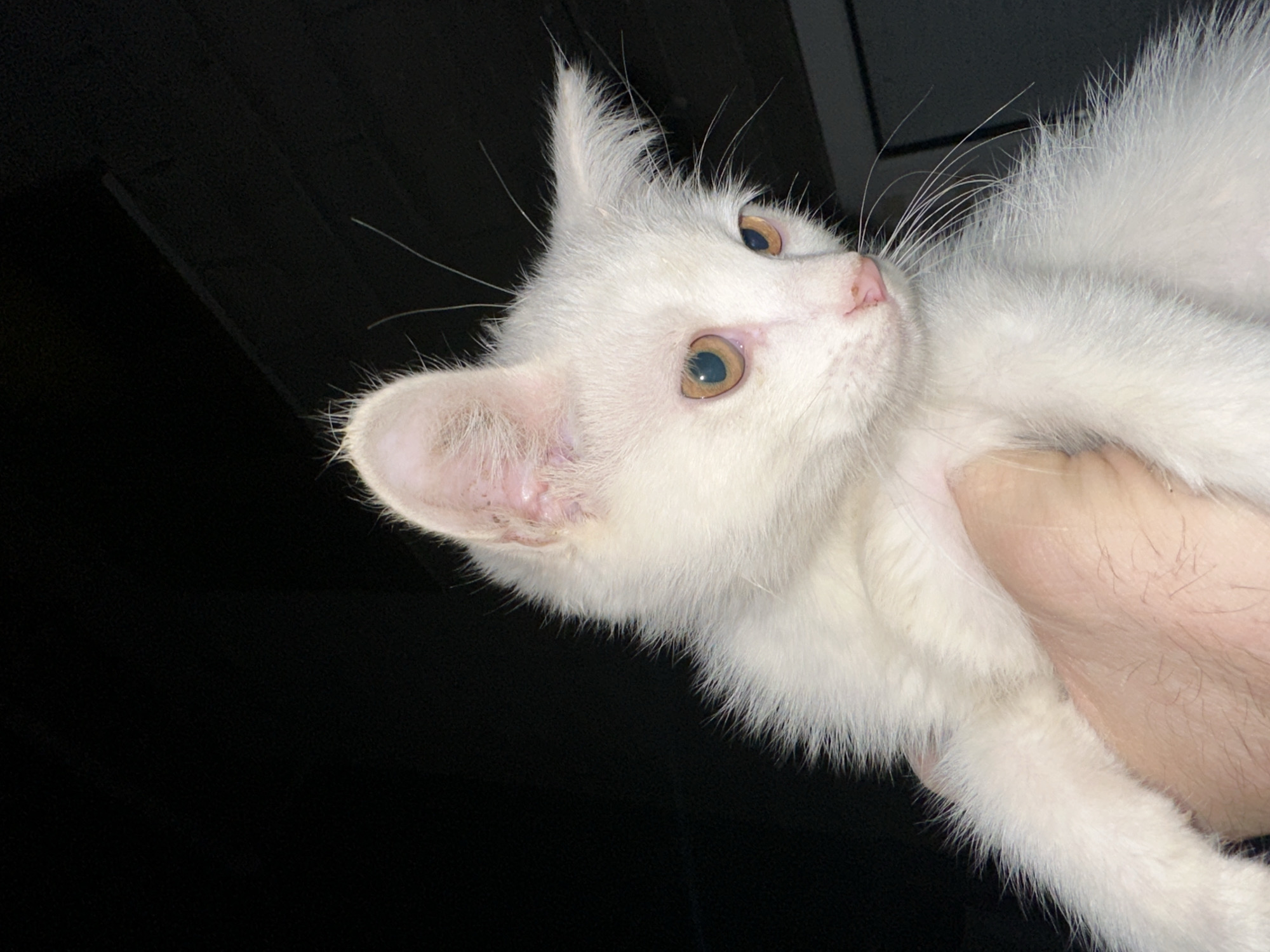 A white kitten with light brown eyes is being held by a person's hand. The kitten's fur is fluffy and appears to be clean. Its ears are pointed upwards and slightly tilted. The background is dark, with some faint horizontal lines visible, suggesting an indoor environment. The scene does not provide information about the location in the city of Subutli-Miatli, Russia, as there are no identifiable landmarks or context clues.