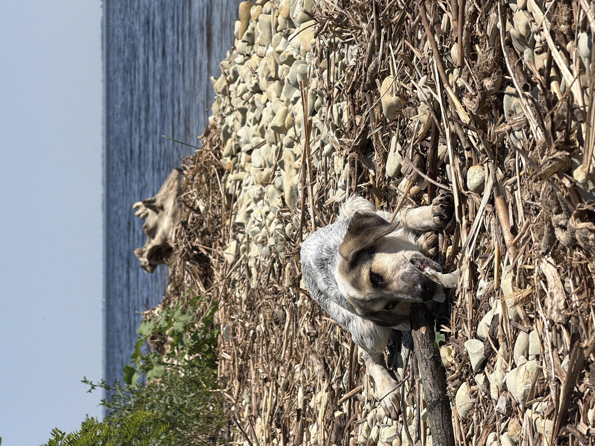 A medium-sized dog with white and grey fur and brown markings on its face and ears lies on a rocky shoreline, chewing on a stick. The dog is positioned in the foreground, with its body mostly on the ground and its head slightly raised. The shoreline is covered in a mixture of small grey and tan rocks, along with numerous pieces of driftwood and dried vegetation. In the background, a body of water, likely a river or lake, extends to the horizon under a clear blue sky. A large piece of driftwood is visible on the shore to the left of the dog. The scene appears to be a natural, undeveloped area.