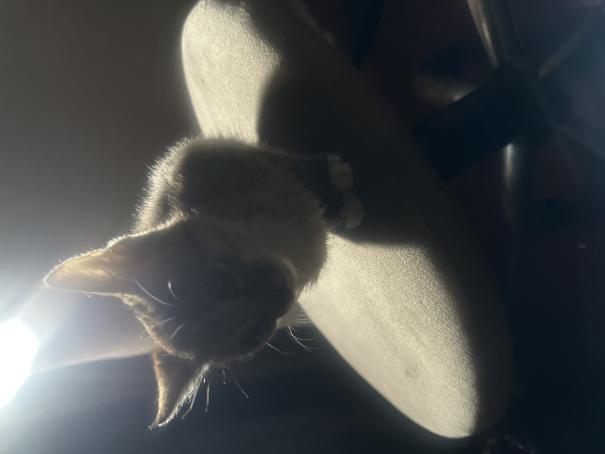 A young kitten with light brown and white fur is perched on a light-colored, cushioned surface, likely part of a chair or stool, in a dimly lit room. The kitten's face is partially illuminated by a bright light source from above and to the left, creating strong highlights and shadows. The kitten is looking downwards, with its ears pricked up. Its paws are visible, and it appears to be resting. The background is dark and out of focus. The scene is indoors, and there is no indication of it being in Jos, Nigeria, or any other specific location.