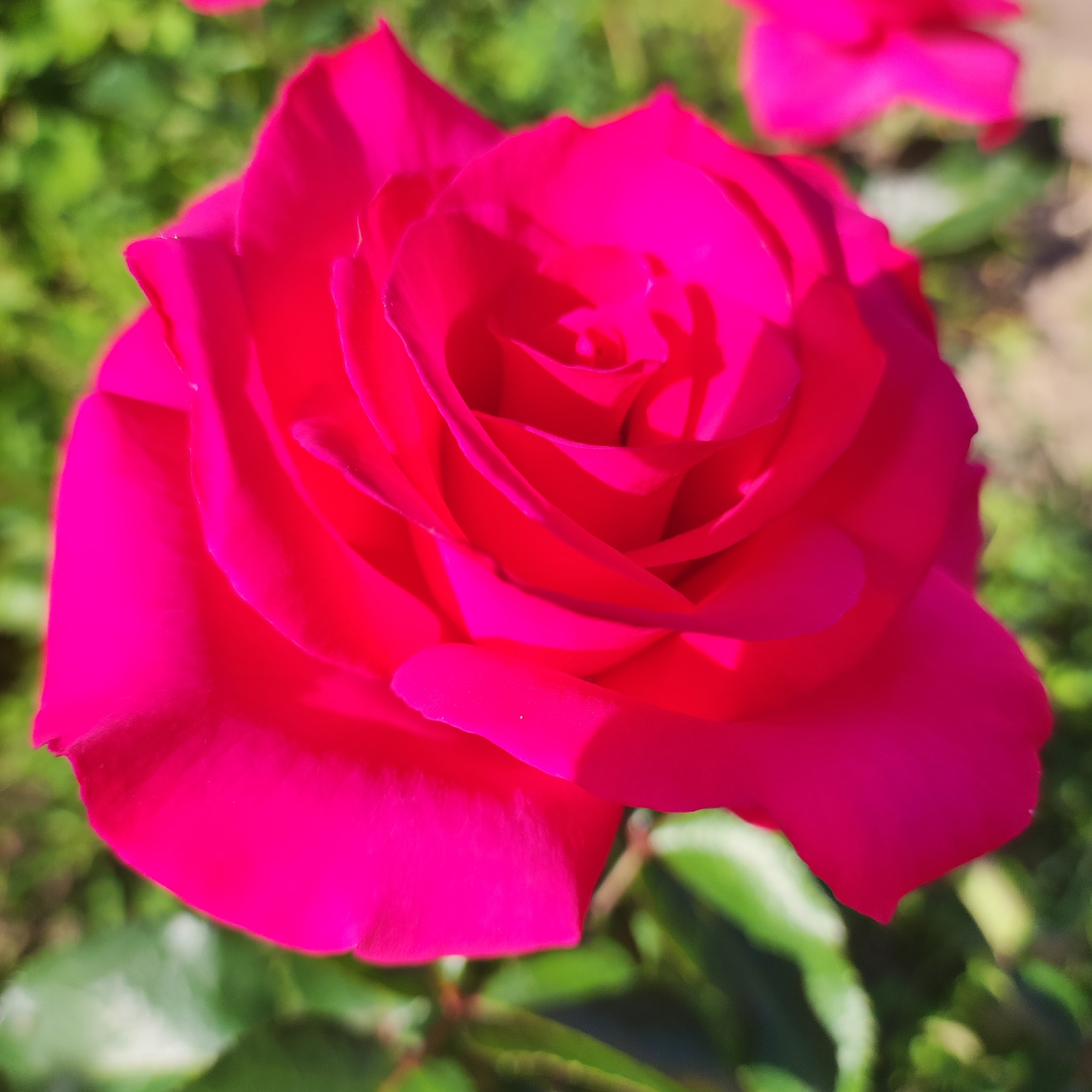 The image is a close-up shot of a vibrant pink rose in bloom, with soft green foliage and hints of brown earth visible in the blurred background. The lighting suggests it is daytime, with sunlight casting subtle shadows on the rose petals, highlighting their delicate texture and layered structure. No people or specific landmarks are visible, making it difficult to pinpoint a precise location within Navoloki, Russia. The focus is solely on the natural beauty of the flower.