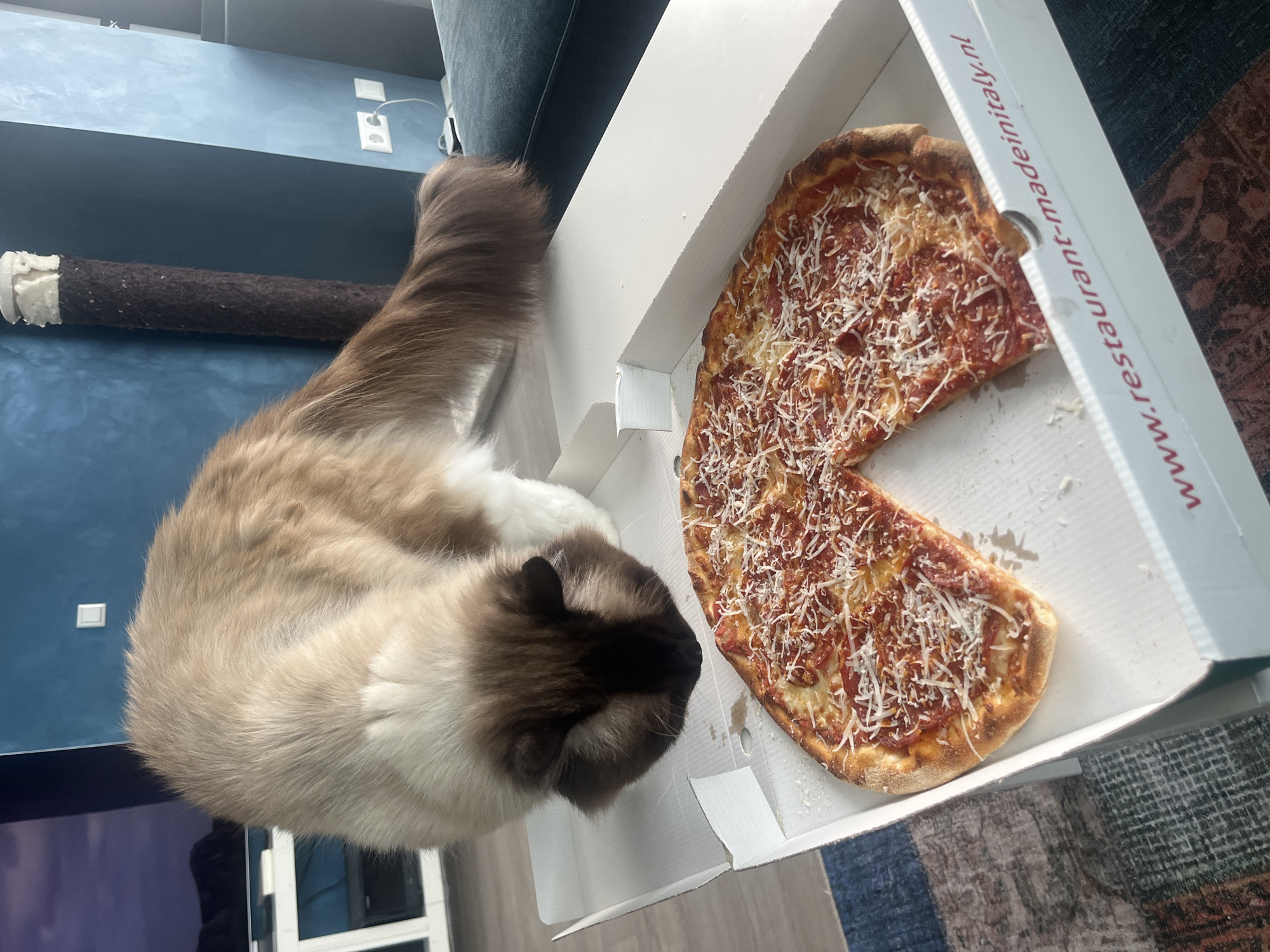 A long-haired, seal point cat is depicted leaning into an open white cardboard pizza box, with its head positioned over a pizza. One slice of the pizza has been removed, revealing a red sauce base, scattered red meat toppings, and a generous amount of grated white cheese. The pizza's crust is golden brown. The side of the pizza box displays the red text "www.restaurant-madeinitaly.nl". The scene is set indoors in the city of Unknown, Unknown. In the background, a textured dark teal wall is visible. A dark, fibrous cat scratching post stands against the wall on the right, adjacent to white electrical outlets and a light switch. A dark grey sofa cushion is partially visible on the far right. On the left, a white console unit with a reflective screen is present. The floor is covered by a multi-colored patterned rug featuring blue, brown, and red tones.