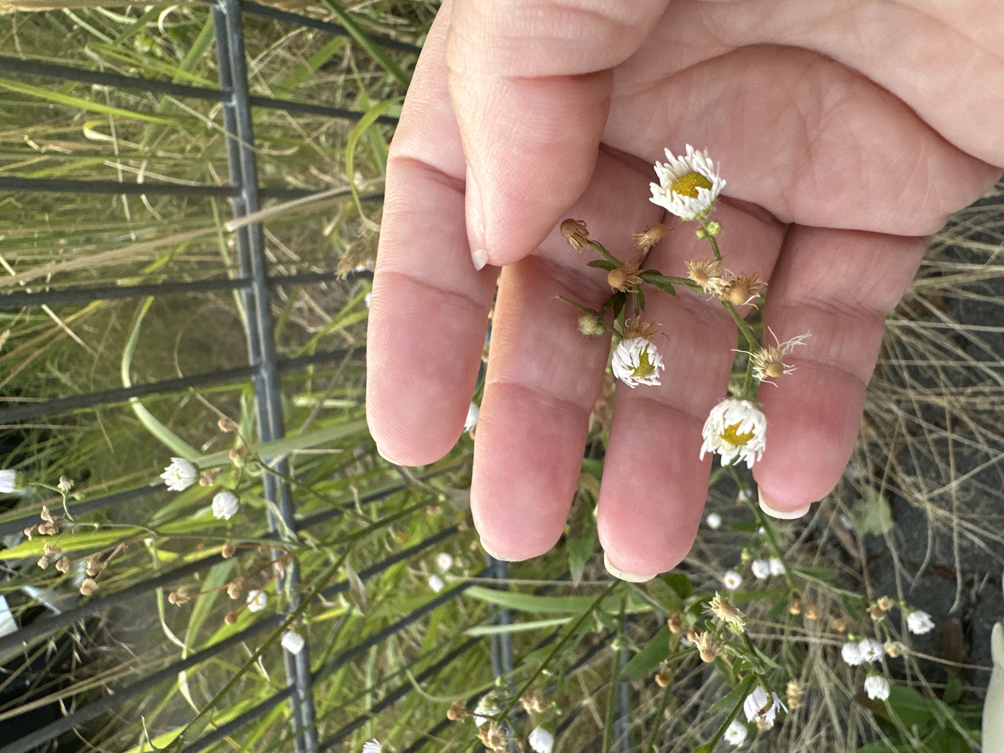 The image shows a person's hand holding a small sprig of wildflowers with white petals and yellow centers. The background consists of dry grass and a black metal fence. The scene appears to be outdoors, possibly in a park or garden, in the city of Krefeld, Germany. The hand is positioned in the foreground, with the fingers gently supporting the delicate flowers. The wildflowers are the main subject of the image, and their details are highlighted by the close-up perspective. The overall impression is one of natural beauty and simplicity.