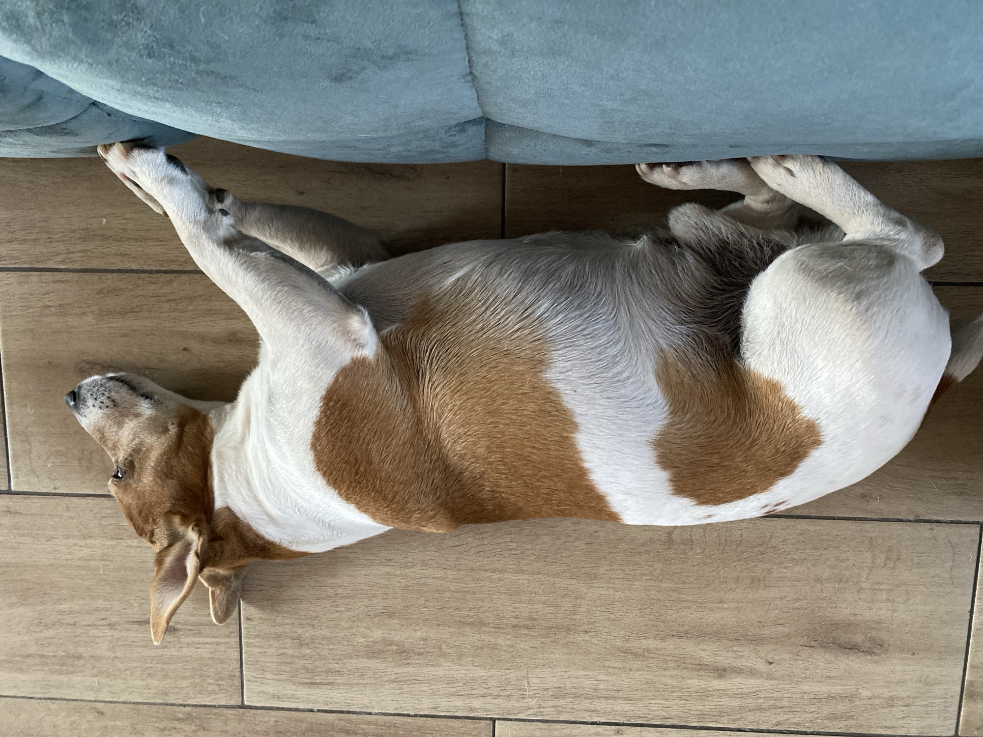 A brown and white dog lies on its back on a light brown tile floor, next to a light blue sofa. The dog’s head is tilted upward, and its legs are splayed out. The location is unknown and cannot be determined to be Chaikovsky, Russia from the provided image.