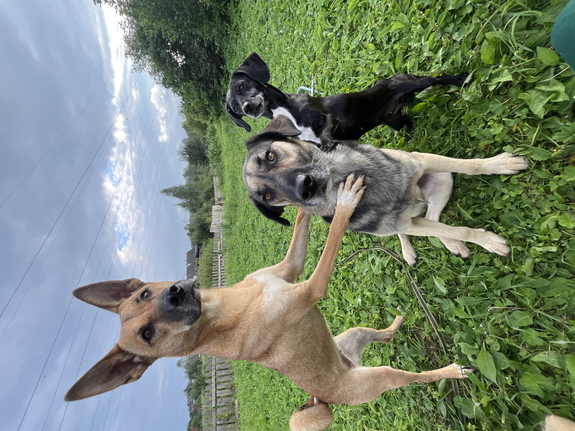 A low-angle, full-shot photograph captures three dogs in a grassy outdoor area with a cloudy sky overhead. The dog on the left is tan with erect ears and is standing on its hind legs, placing its front paws on the chest of the dog in the center. The dog in the center is a medium-sized mixed breed with gray and black fur and is sitting with its front legs on the ground. The dog on the right is black with a white chest marking and is standing on its hind legs behind the center dog, with its front paws on the center dog's back. A wooden fence and trees are visible in the background, suggesting a rural or suburban setting. The location is identified as Nizhny Tagil, Russia.