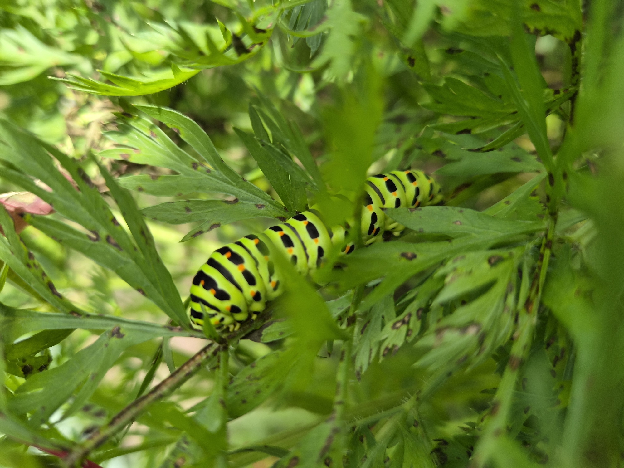 A close-up, eye-level shot captures a vibrant green caterpillar with black and orange bands clinging to green foliage. The caterpillar is positioned centrally in the frame, with its segmented body curving around a thin stem. The leaves surrounding it are a deep green, some showing dark spots, and are slightly blurred, creating a shallow depth of field that emphasizes the caterpillar. The background is a soft blur of green, indicating an outdoor, natural setting. The image was taken in Balyaga, Russia.
