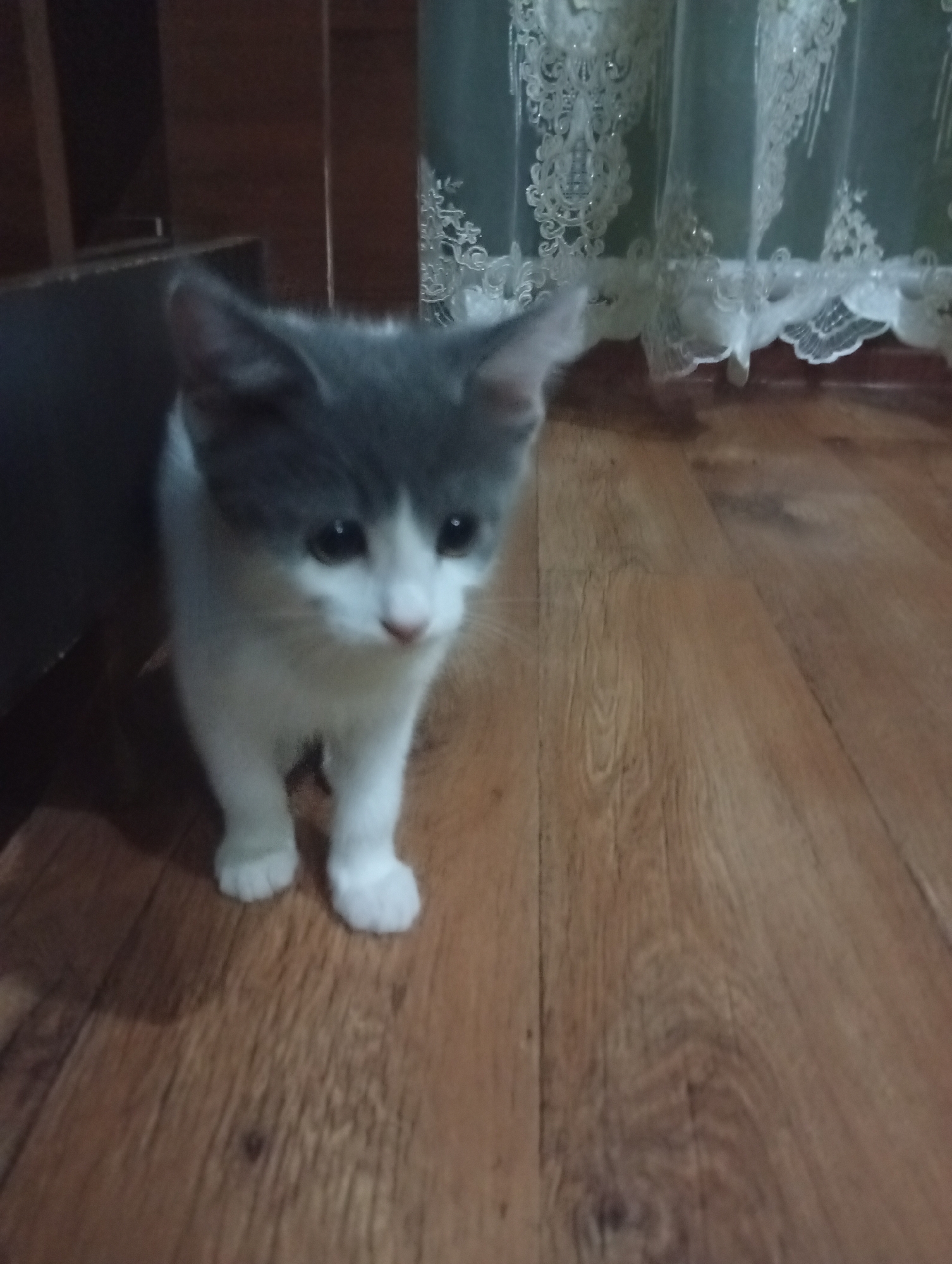 A grey and white kitten stands on a wooden floor in front of white lace curtains. The kitten is facing forward, with its head slightly tilted. Its eyes are open and dark. The background is blurred, but appears to be a room with furniture and curtains. The floor is made of wooden planks. The overall lighting is dim.