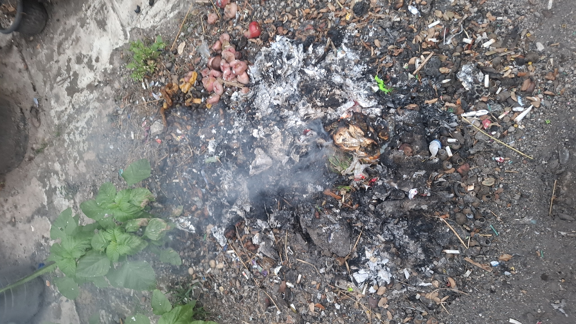 A pile of smoldering garbage is visible on the ground in Cibinong Hilir, Indonesia. The garbage consists of ash, charred debris, leaves, plastic, and cigarette butts. A green leafy plant is growing to the left of the garbage pile, with some smoke from the fire obscuring its lower leaves. To the right of the fire, there are several small, pink, round objects, possibly discarded fruit or vegetables. The ground is a mixture of dirt and small stones. The scene appears to be an outdoor area, possibly a yard or vacant lot.