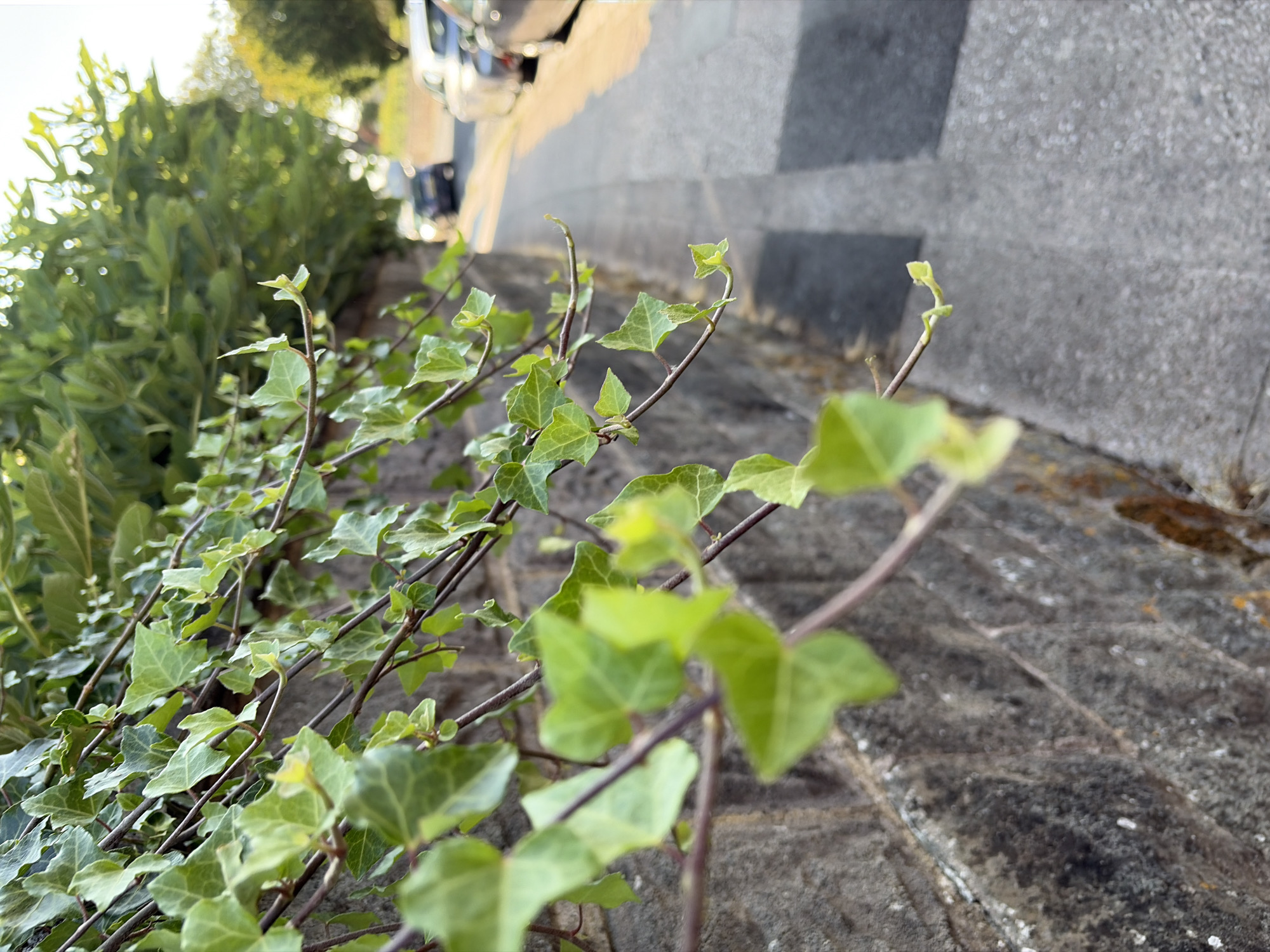 The image shows a close-up view of ivy growing over a stone wall. The ivy has green leaves and brown stems. The wall is made of rough-hewn stones. In the background, there is a paved sidewalk and a street with parked cars. The scene appears to be in an urban or suburban area, possibly a residential street, in Torquay, United Kingdom. The lighting suggests it is daytime, with sunlight filtering through the leaves. The overall impression is one of natural growth encroaching on a man-made environment.