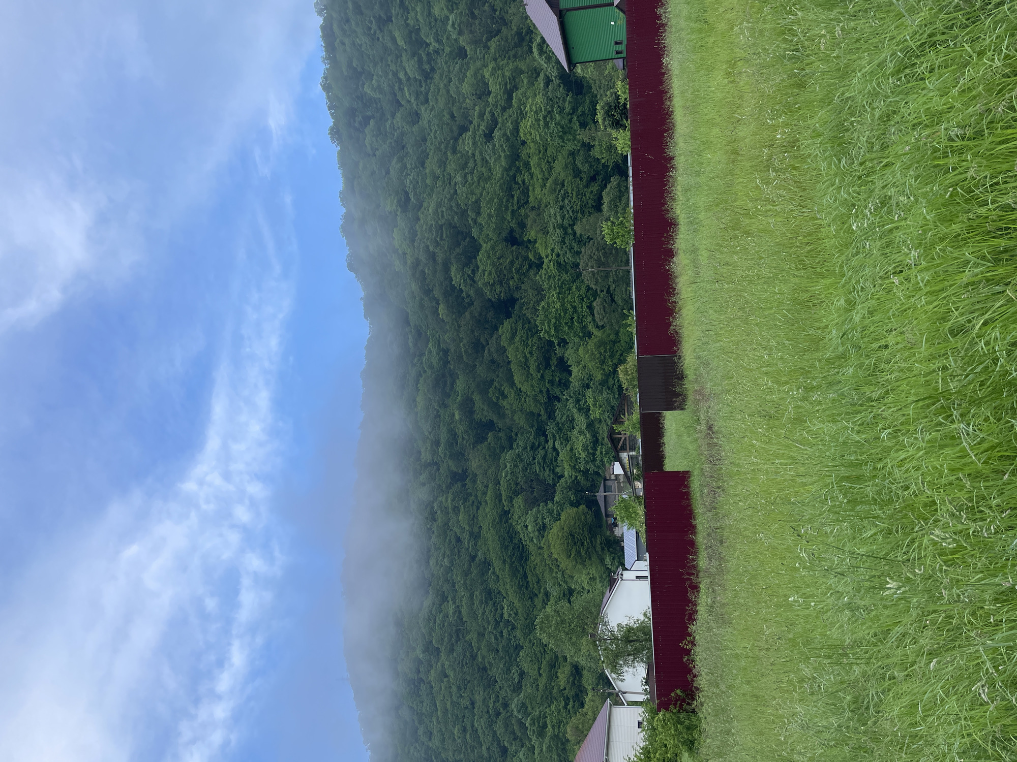 The image depicts a landscape in Olginka, Russia. A green, densely forested mountain, partially obscured by fog or low clouds on its left side, rises in the background. In the foreground, tall green grass covers the land. A red metal fence runs along the edge of the grass, separating it from the trees. A few buildings, some white and some green, are visible among the trees and behind the fence. The sky above the mountain is blue with scattered white clouds.