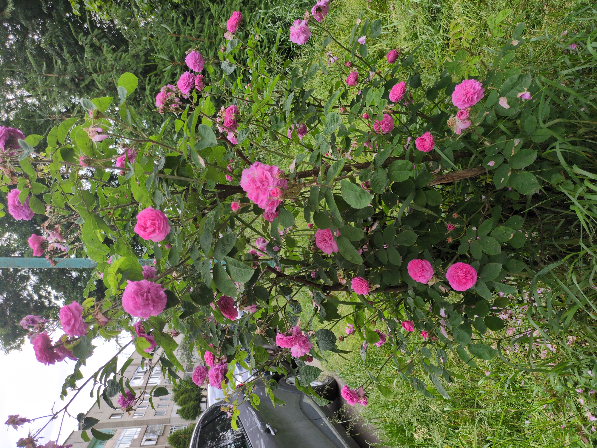 In Dubliany, Ukraine, a dense bush of pink roses in full bloom stands prominently in front of a multi-story building with a grey car parked to the left. The roses, varying in bloom stages from tight buds to fully opened flowers, display vibrant pink petals. The bush is supported by a visible stake. Surrounding the rose bush is lush green grass, with fallen rose petals scattered on the ground. In the background, tall evergreen trees and a light blue pole are visible. The sky above is overcast.