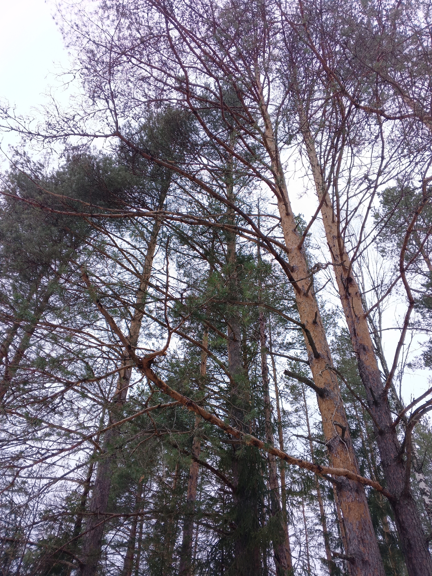 The image depicts a dense forest scene in Красный Маяк, Russia. Tall pine trees dominate the frame, their brown trunks rising vertically and their green foliage filling the upper portions. Many bare branches, possibly of deciduous trees or the lower branches of the pines, intertwine and create a complex network against the overcast, pale sky. The scene appears to be captured from a low angle, looking upward into the canopy. No people, specific subjects or objects are discernible beyond the trees. The environment is a typical winter forest.