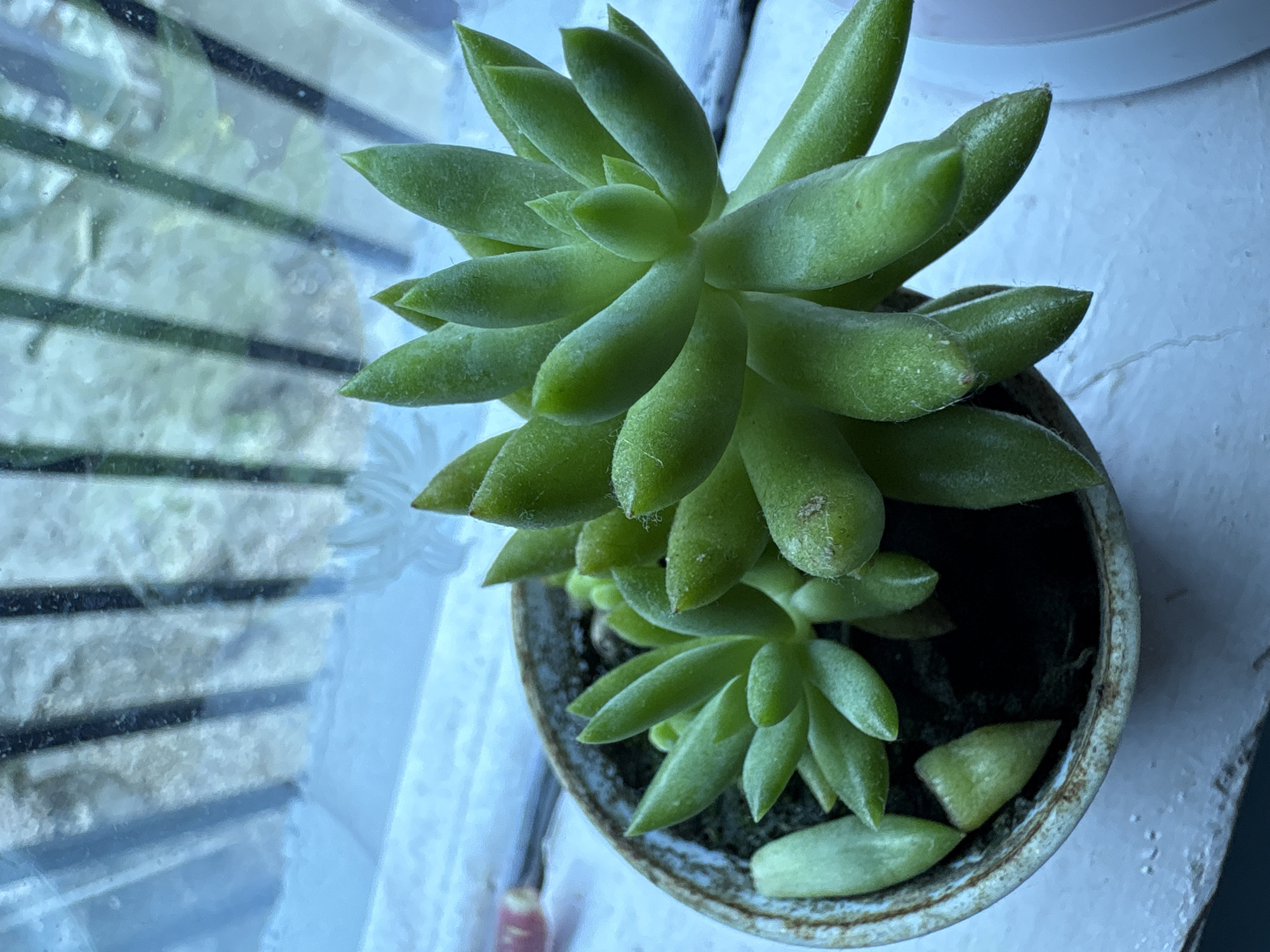 A close-up, high-angle shot shows a succulent plant in a distressed, circular pot. The plant has thick, green, finger-like leaves that are densely packed. The pot is weathered with a speckled, brown and white glaze, and it sits on a white surface near a window. Outside the window, vertical bars are visible, suggesting a grimy or distressed windowpane. The overall lighting is cool and diffused, hinting at an indoor setting. There are no people present, and no specific location in Jather, India can be identified.