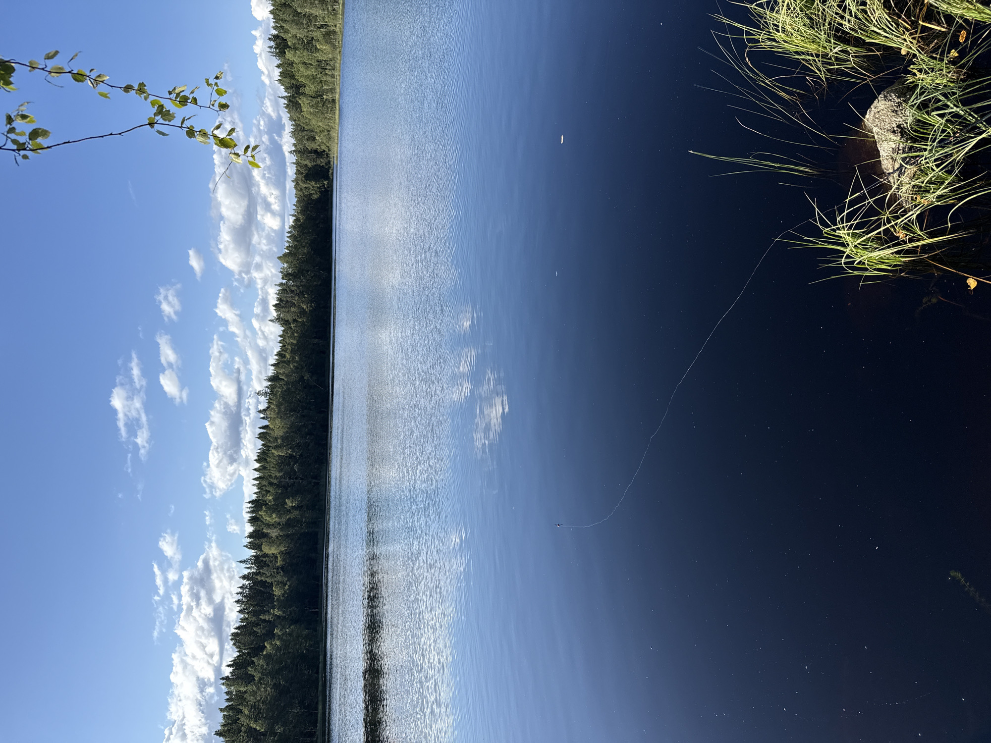 The image shows a calm lake with a tree-lined shore under a bright blue sky with scattered white clouds. A fishing line with a float is visible on the water's surface. In the foreground, grass and a rock are partially submerged at the edge of the lake. The scene appears to be a natural landscape, likely a park or recreational area within or near Tampere, Finland, given the Finnish birch branches hanging from the top right corner. There are no people or animals visible.