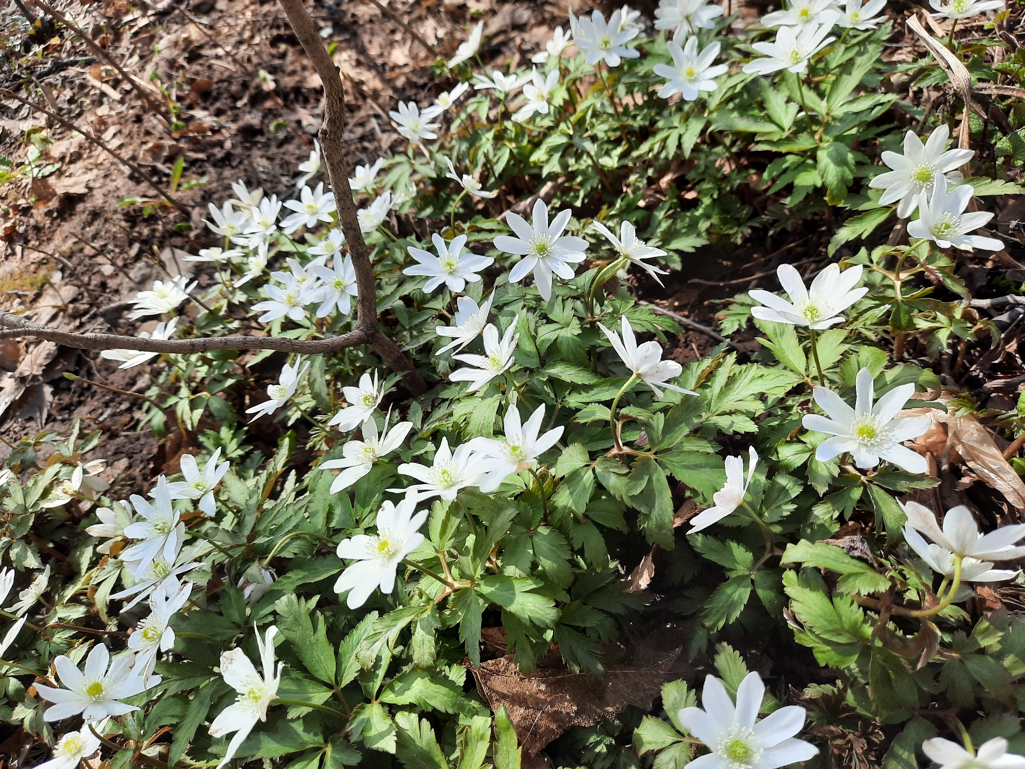 The image shows a patch of wood anemones (Anemone nemorosa) growing in a woodland area, likely in the spring. The flowers have white petals and a yellowish-green center. The leaves are green and deeply lobed. A small branch lies across the flowers on the left side of the image. The background consists of leaf litter and bare soil. The location is inferred to be in the city of Krasnogorskoye, Russia.