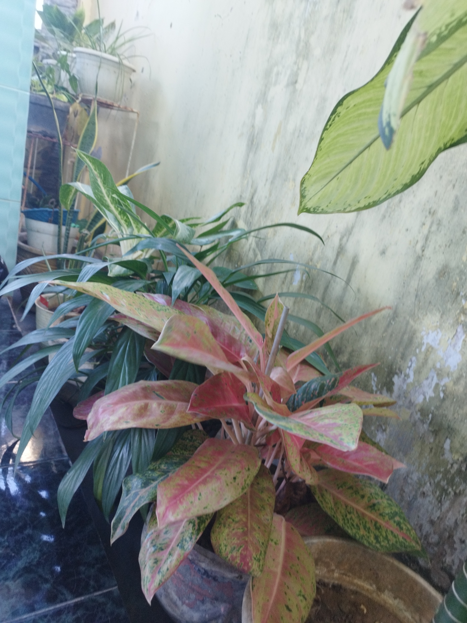 This is a medium-angle, eye-level, outdoor, full shot of several potted plants against a textured, pale yellow wall. The plants are in the foreground and mid-ground, with the wall forming the background. The plant in the center of the frame is an Aglaonema, with variegated leaves in shades of pink, green, and cream. To its left and behind it are plants with long, lance-shaped green leaves, possibly a Dracaena or a similar foliage plant. In the upper left corner, slightly out of focus, are more plants in pots, one of which appears to be a Sansevieria (Snake Plant). A large, pale green leaf with dark green veins is visible in the upper right of the frame, possibly from a Dieffenbachia or another large-leaved tropical plant. The plants are arranged on what appears to be a tiled floor or patio, with some of the tiles reflecting light. The overall scene suggests an outdoor domestic setting, possibly a balcony, patio, or garden area. The location is described as Sumenep, Indonesia.