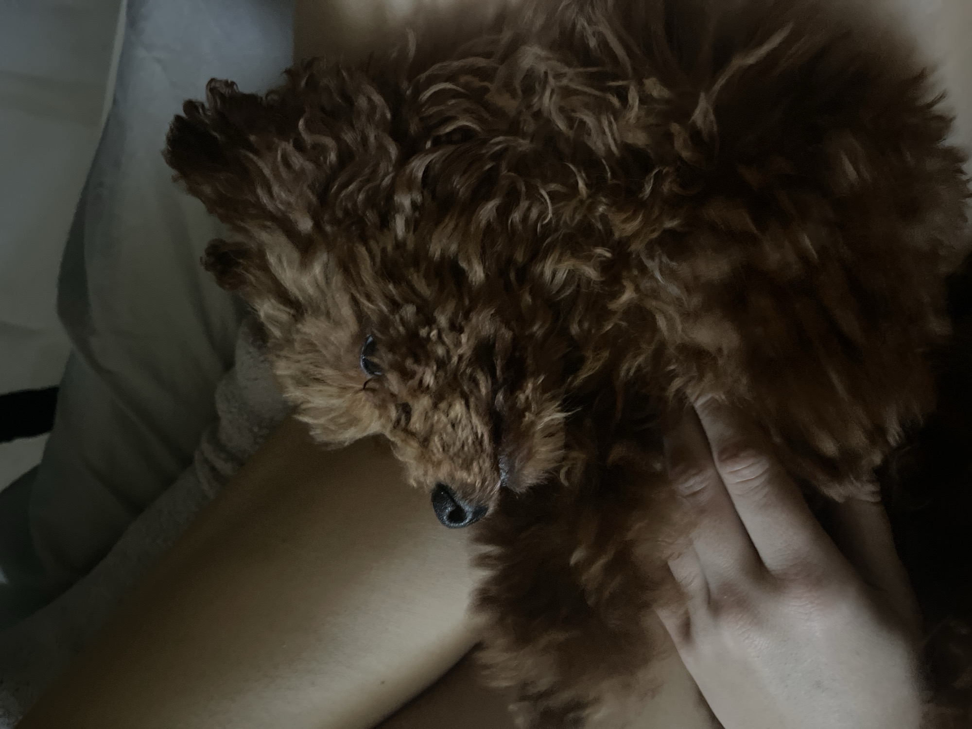 A brown poodle rests its head on a person's lap. The person's hand is on the poodle. The location is not discernible from the image.