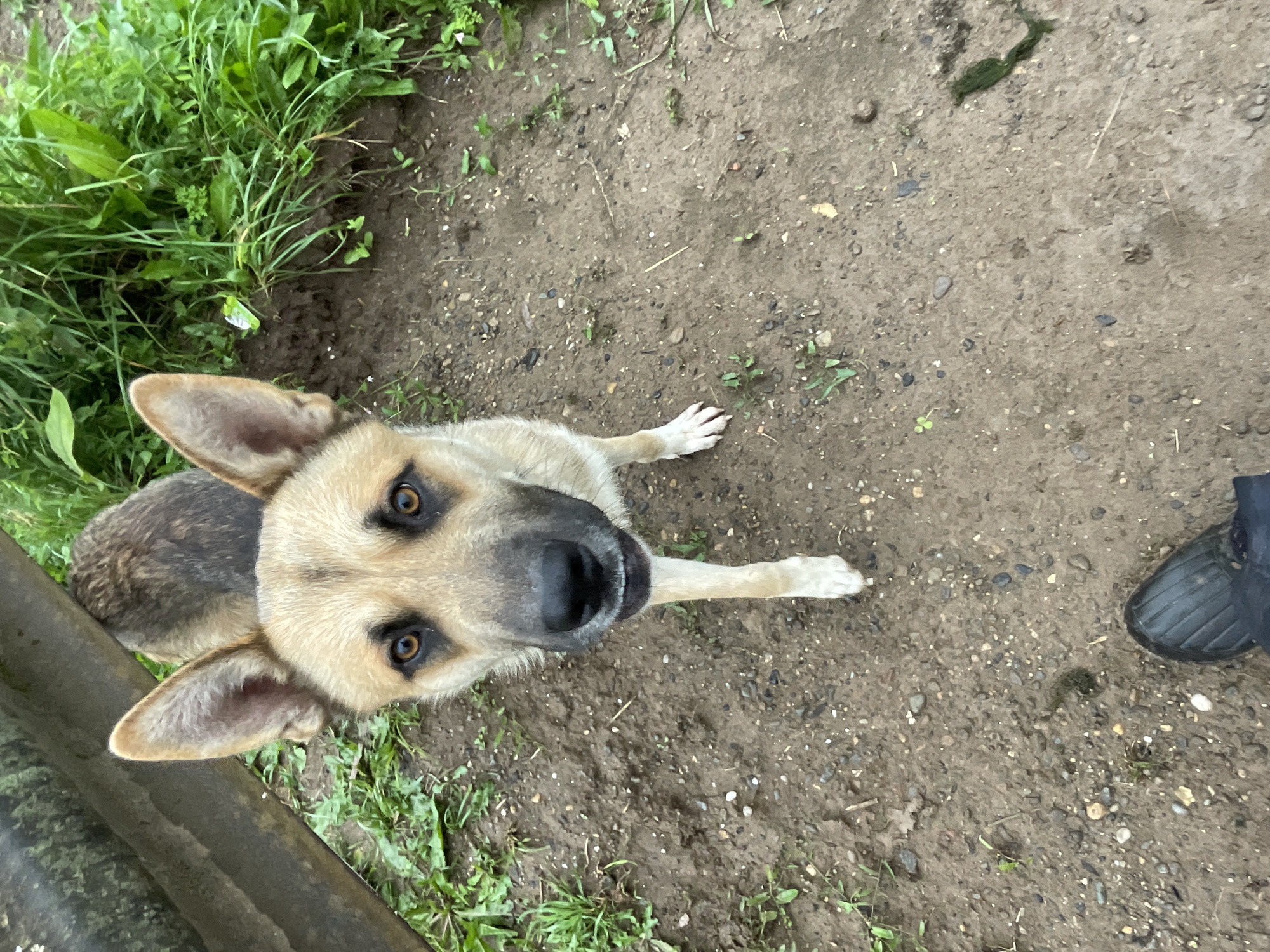 A tan and brown mixed-breed dog stands on a dirt path in Panteleevka, Russia, looking directly at the camera. The dog has large, pointed ears, dark eyes, and a black nose. Its front left paw is extended forward, and its mouth is slightly open, revealing its teeth. The ground is composed of dirt and small stones, with scattered blades of grass. To the left of the dog, a dark, weathered wooden structure is partially visible, and to the right, lush green foliage grows. In the foreground, a person's black boot is visible, suggesting the photo was taken from a low angle. The overall environment appears to be outdoors in a rural or semi-rural setting.